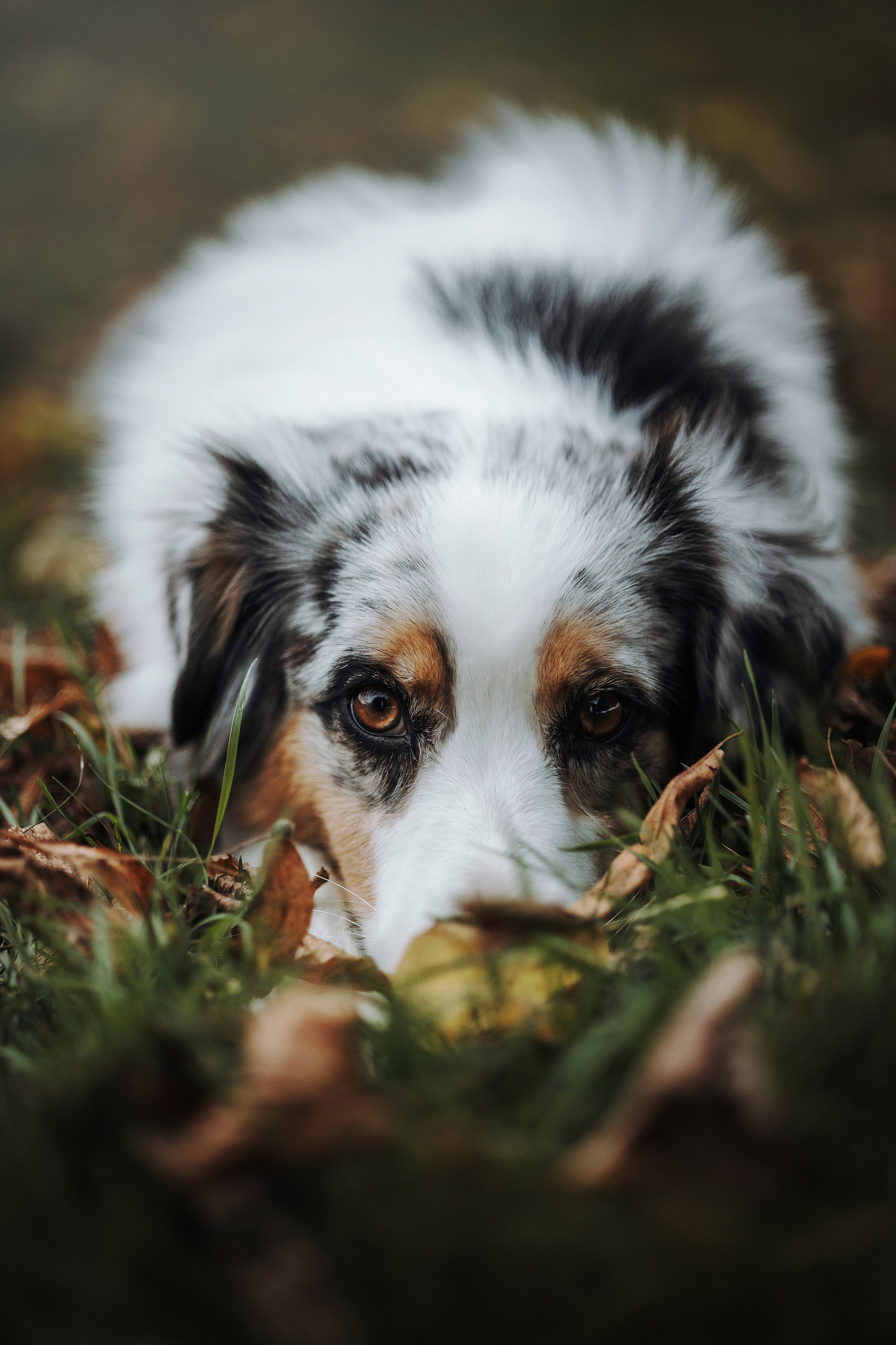 Ирина и Кайса. Фотограф — Анималист | Санкт-Петербург