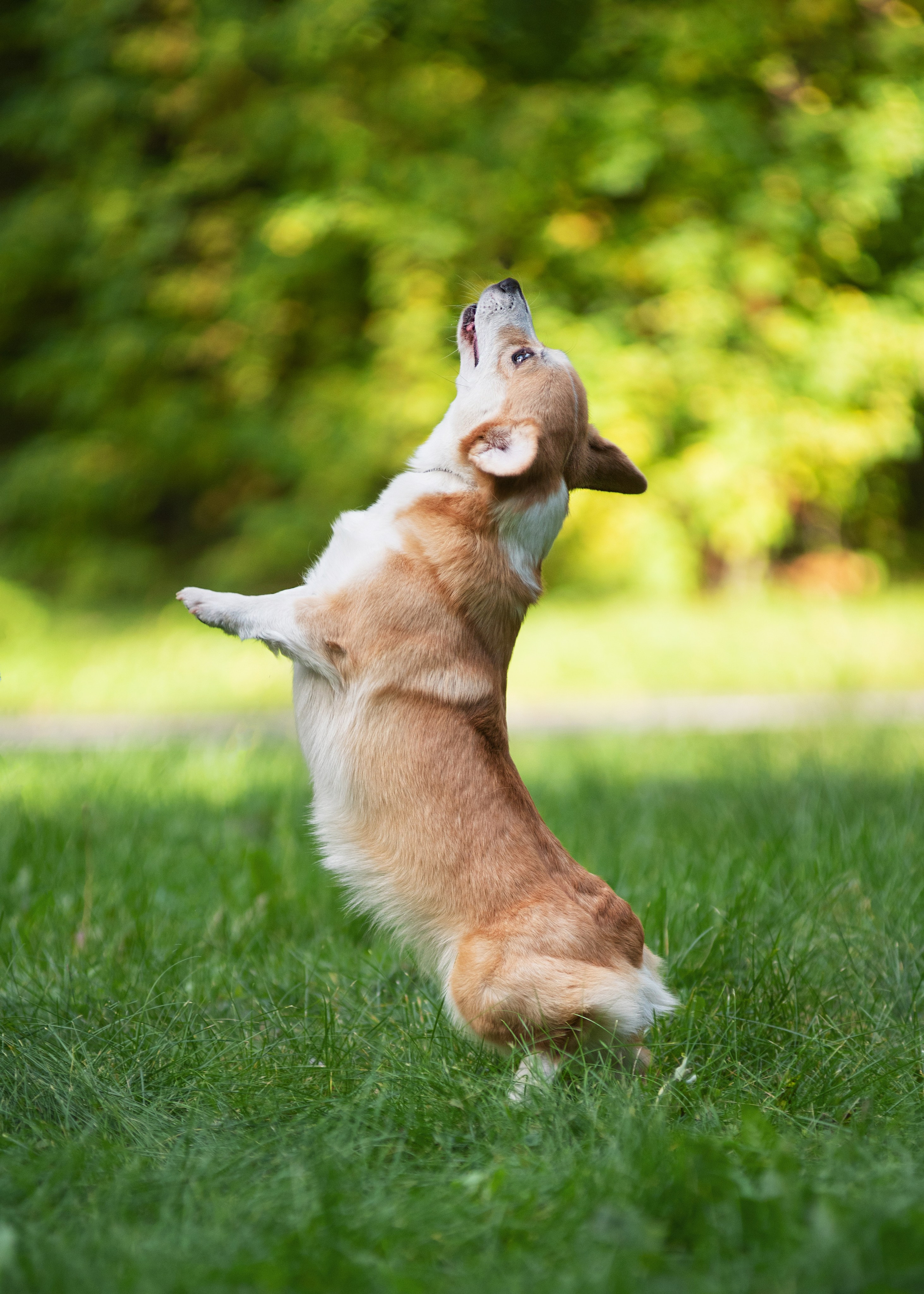 Осень с рыжими собаками. Дог-фотограф в Тюмени Александра Королева