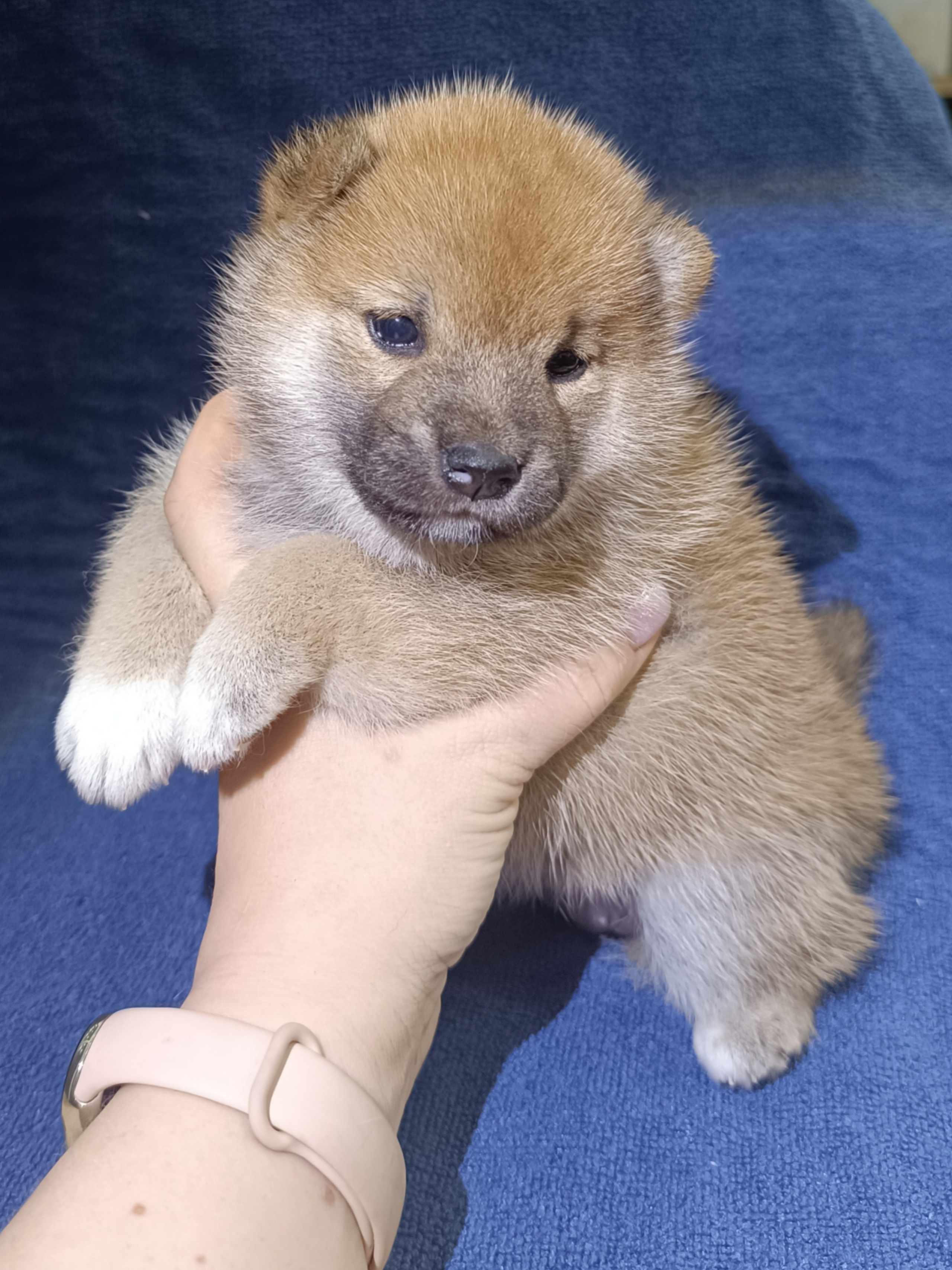 сиба питомник Рубилайт щенки на продажу rubylight  сиба щенки купить СПб Санкт-Петербург 