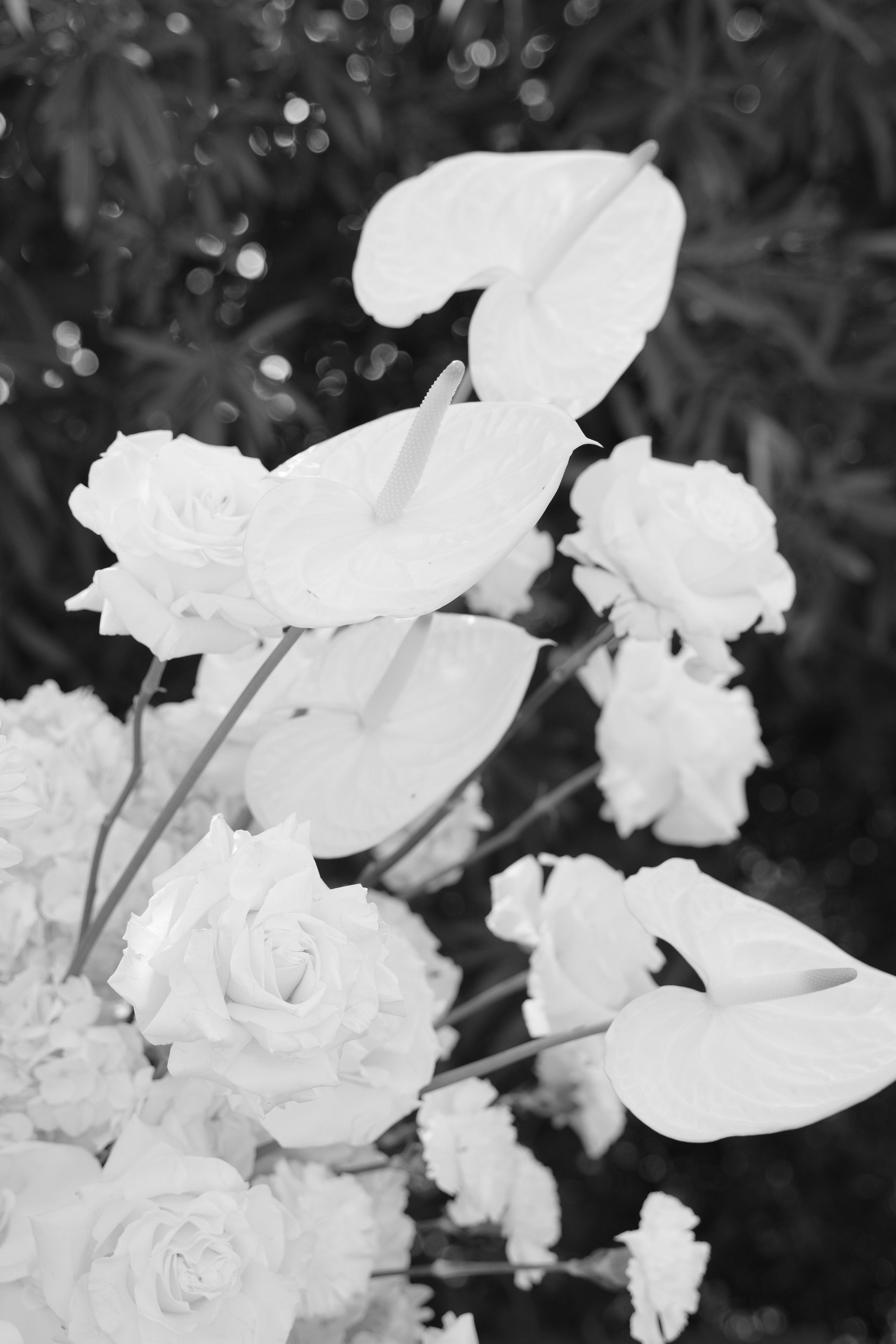 Valeria Coconova Photographer Italy Como Milan