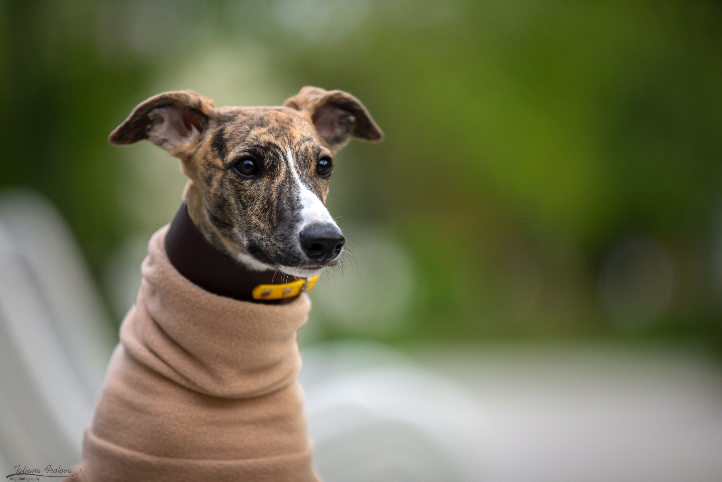 Городская фотопрогулка для Насти и щенка уиппета Корицы. Фотограф-анималист в Москве и Московской области Татьяна Фролова