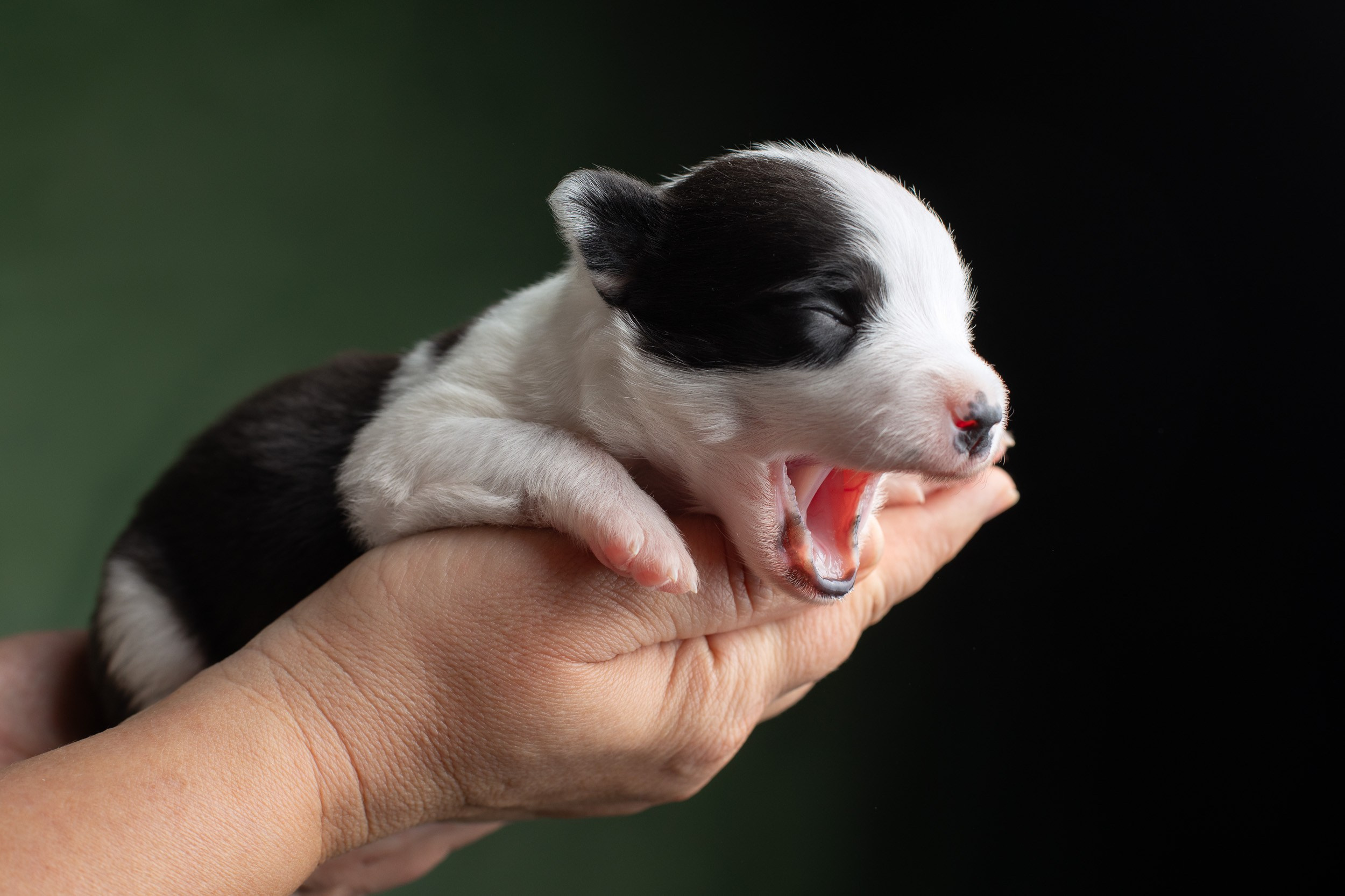 Студийная ньюборн съемка помета бордер-колли. Фотограф-анималист в Москве и Московской области Татьяна Фролова