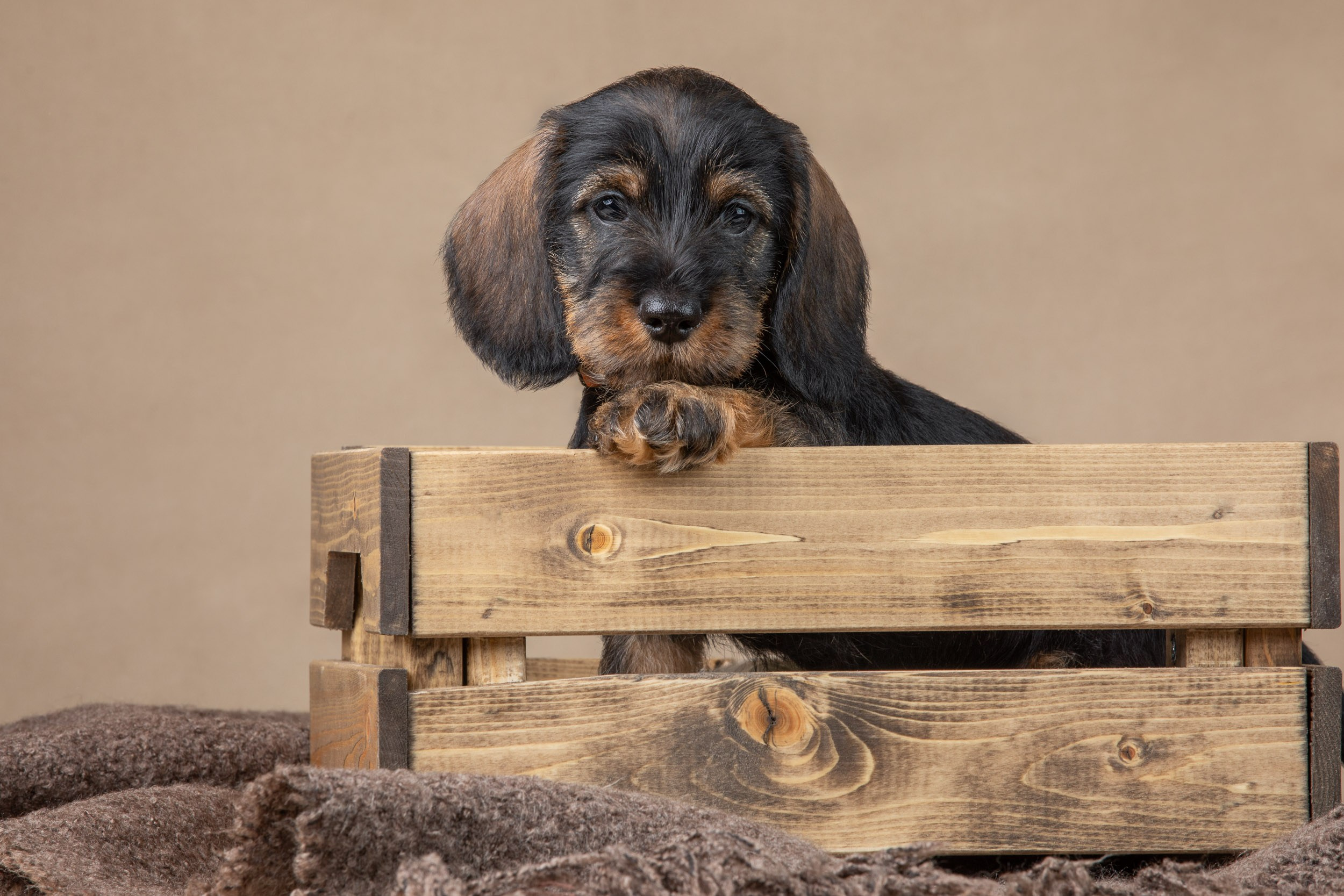 Съемка щенков жесткошерстной таксы на бежевом фоне в ящике. Фотограф-анималист в Москве и Московской области Татьяна Фролова
