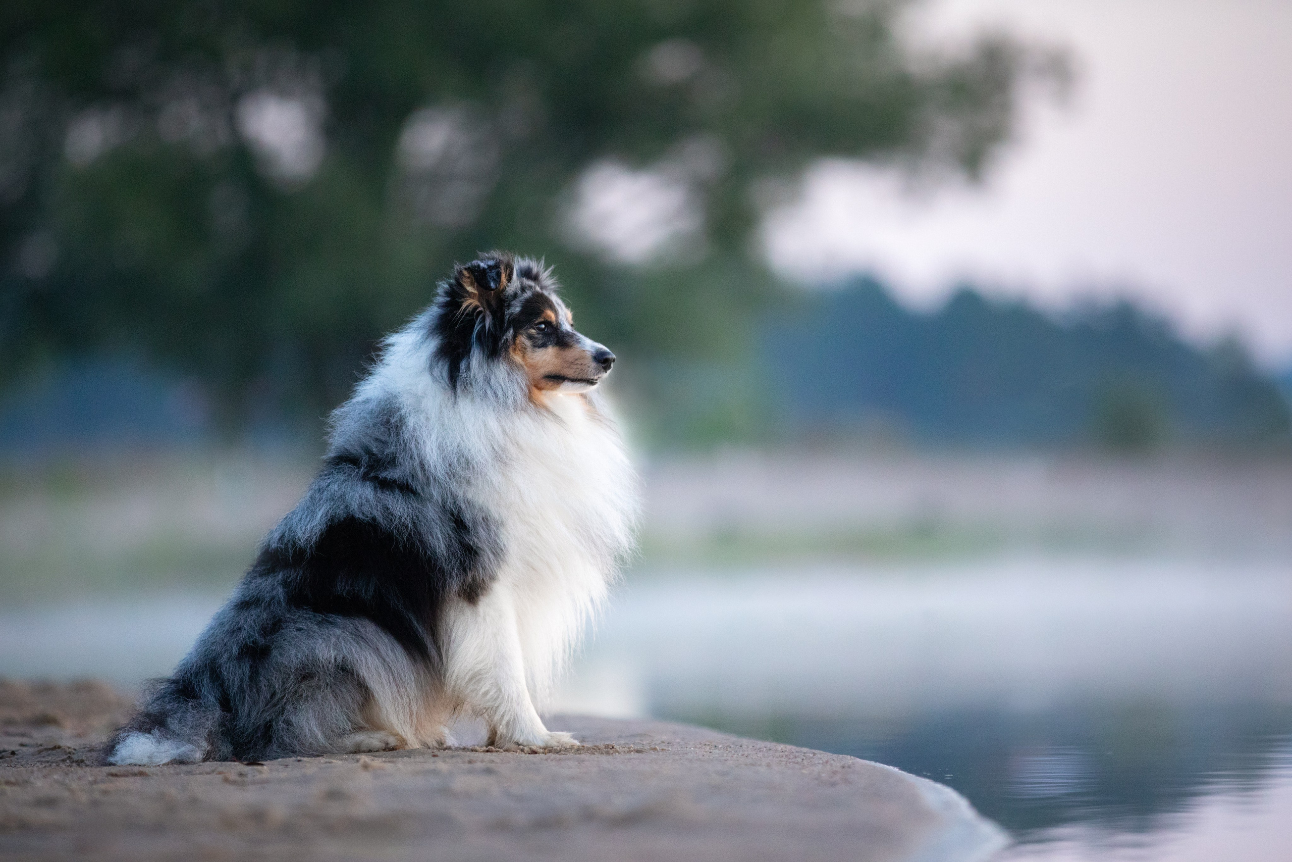 Фотограф-анималист в Москве и Московской области Татьяна Фролова