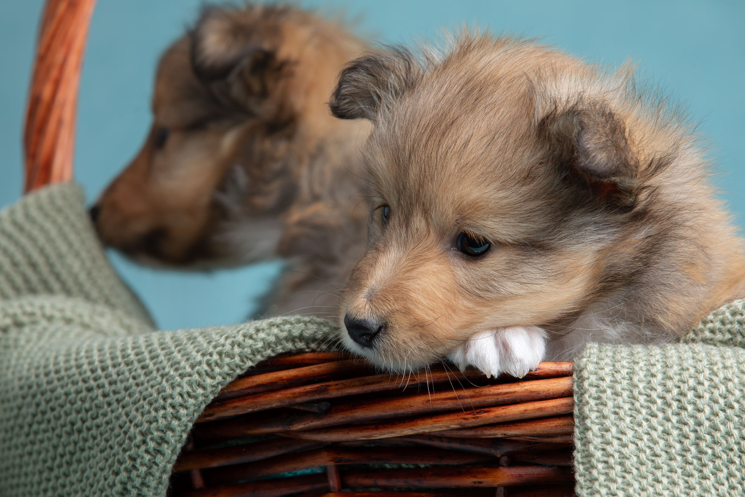 Фото соболиных щенков шелти в возрасте 7 недель на голубом фоне. Фотограф-анималист в Москве и Московской области Татьяна Фролова