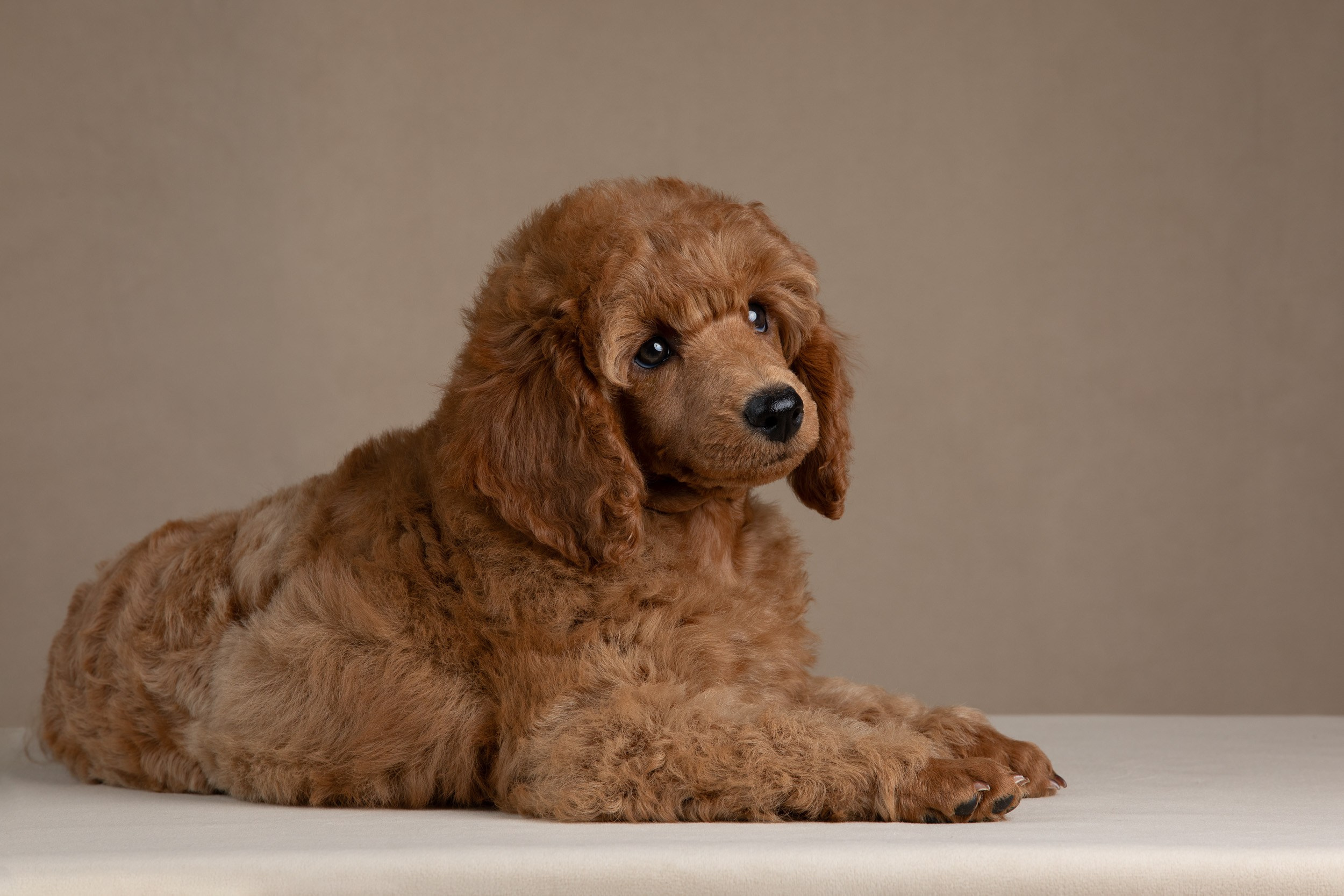 Фотосессия для щенков пуделя с выездом в Щербинку. Фотограф-анималист в Москве и Московской области Татьяна Фролова