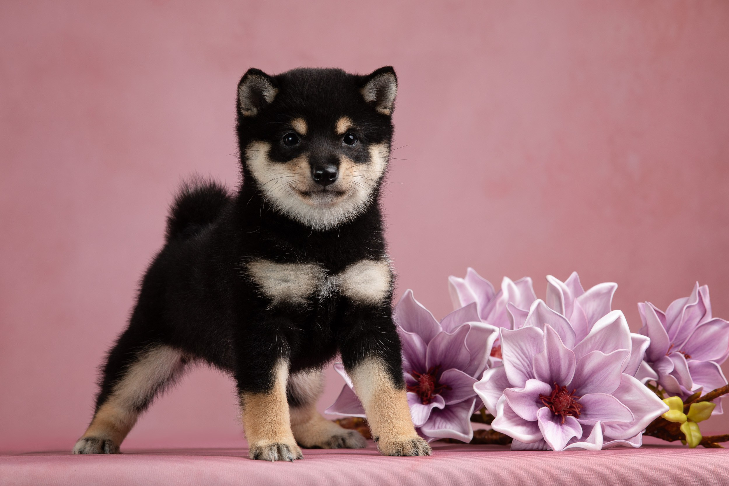 Гламурная фотосессия для щеночков. Фотограф-анималист в Москве и Московской области Татьяна Фролова