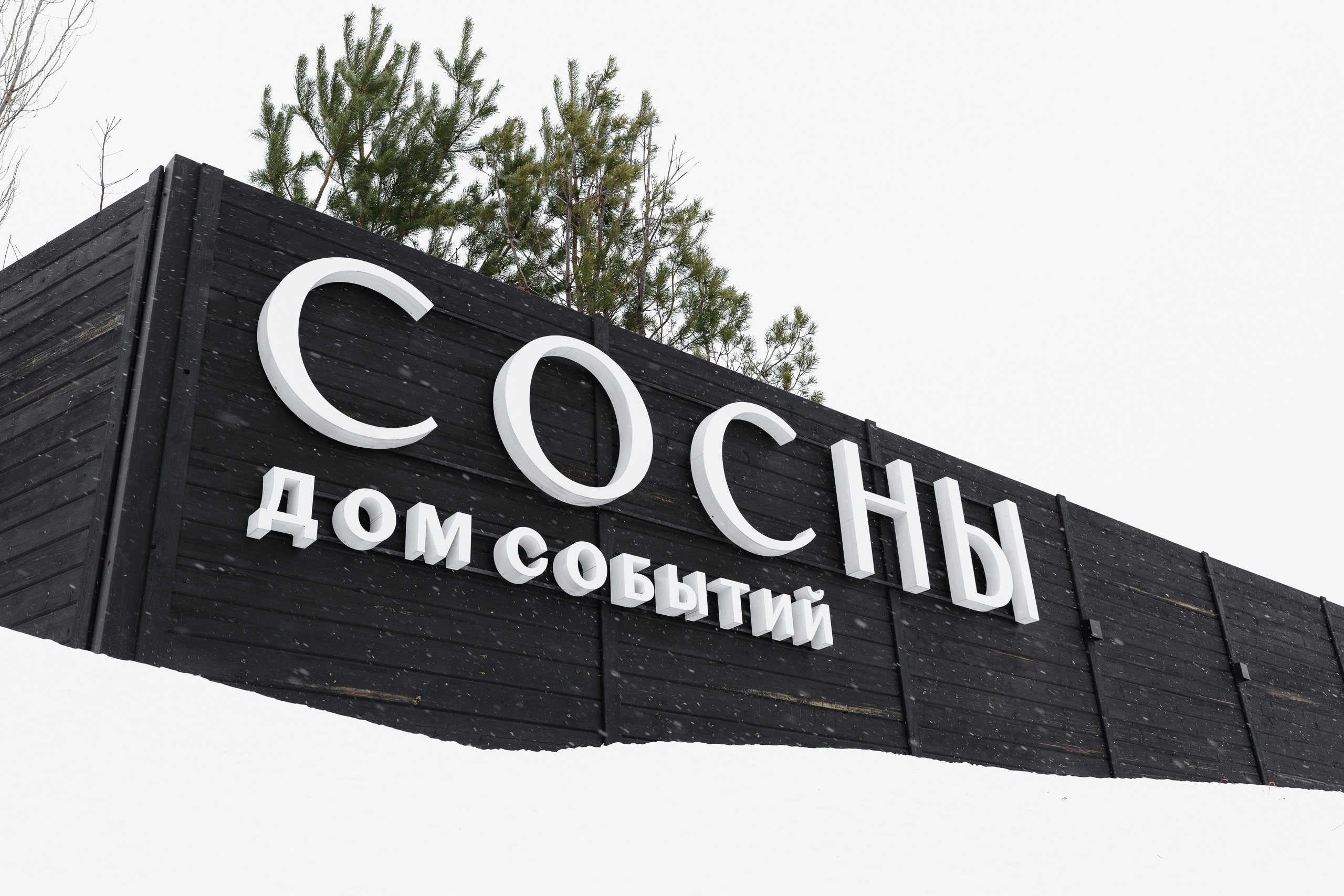 Сосны. Репортажный фотограф Даниил Коган