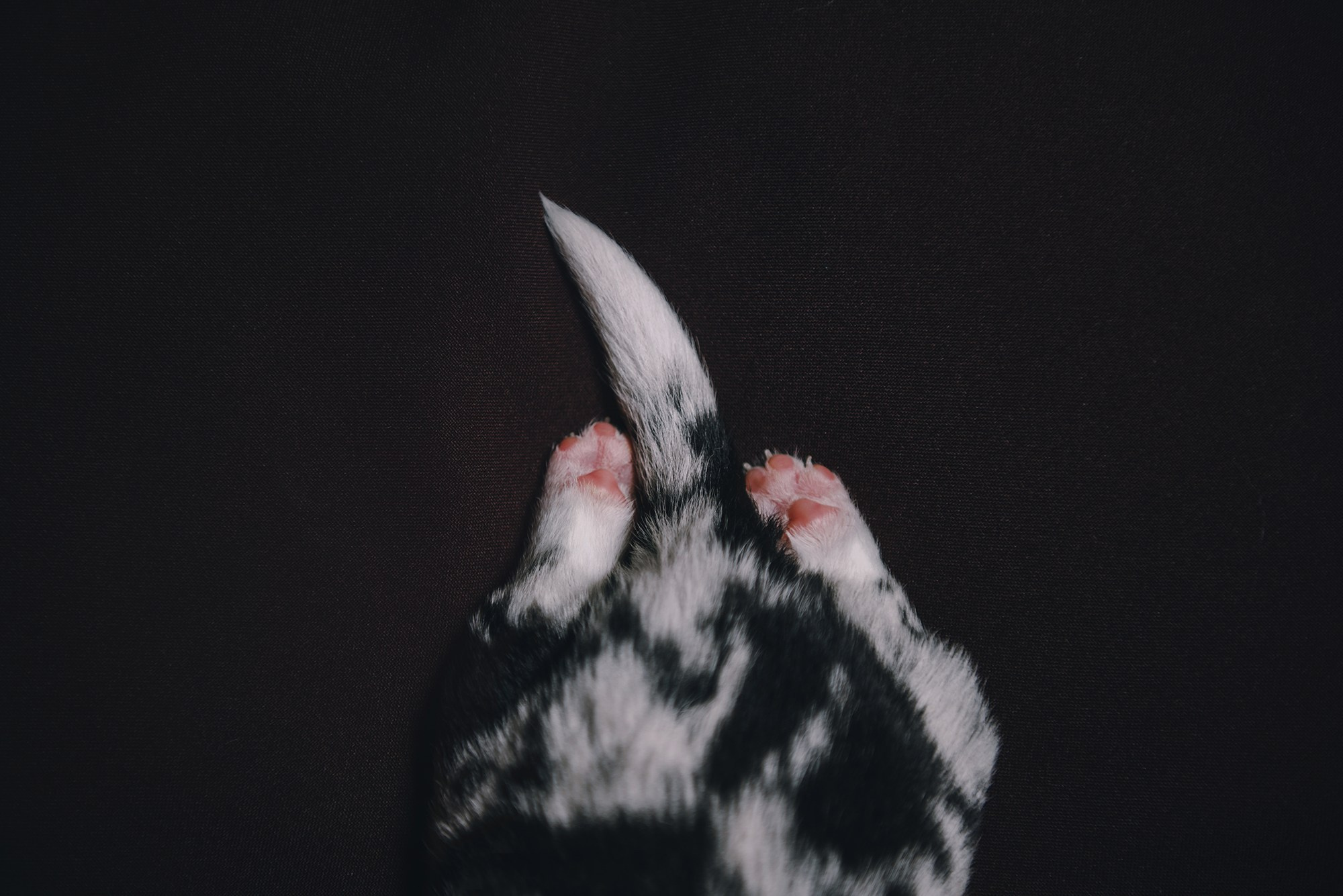 Щенки. Фотограф Анна Тюрина