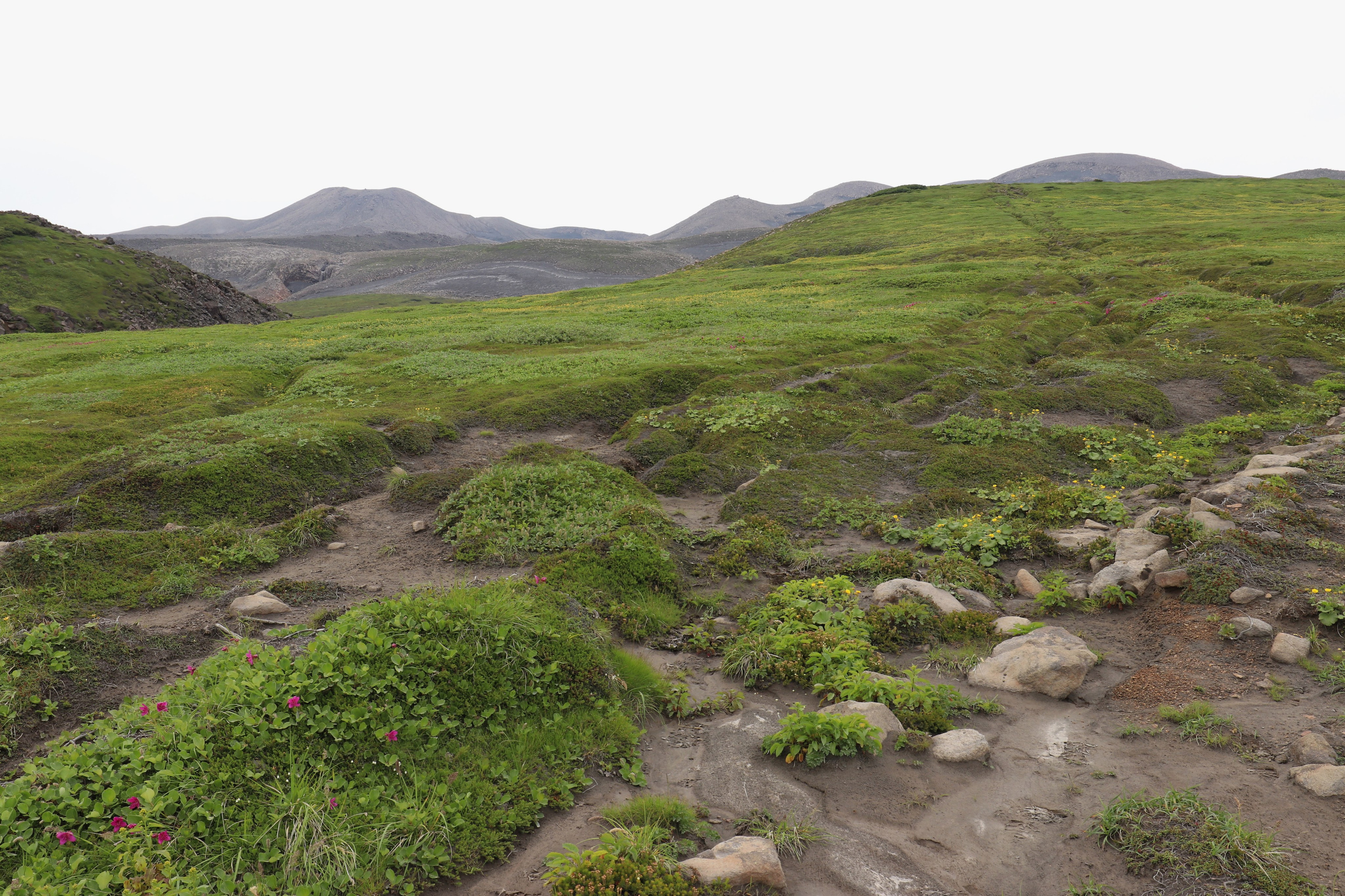 Камчатка и о. Парамушир. Июль 2024. Путешественник-фотограф из Санкт-Петербурга Татьяна Свистулина