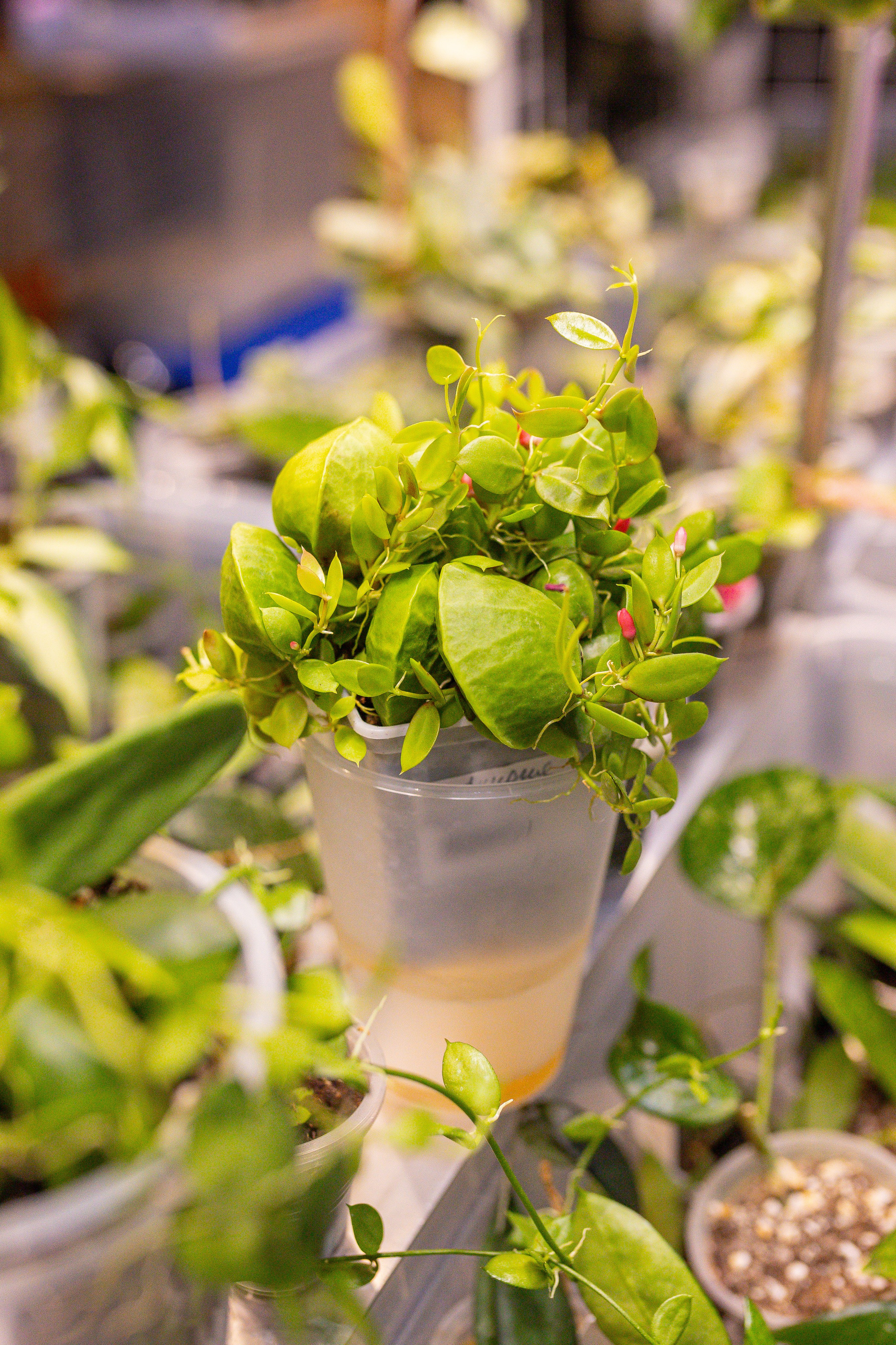 Монстериум 11–12 октября. Александра Куликова фотограф, Москва