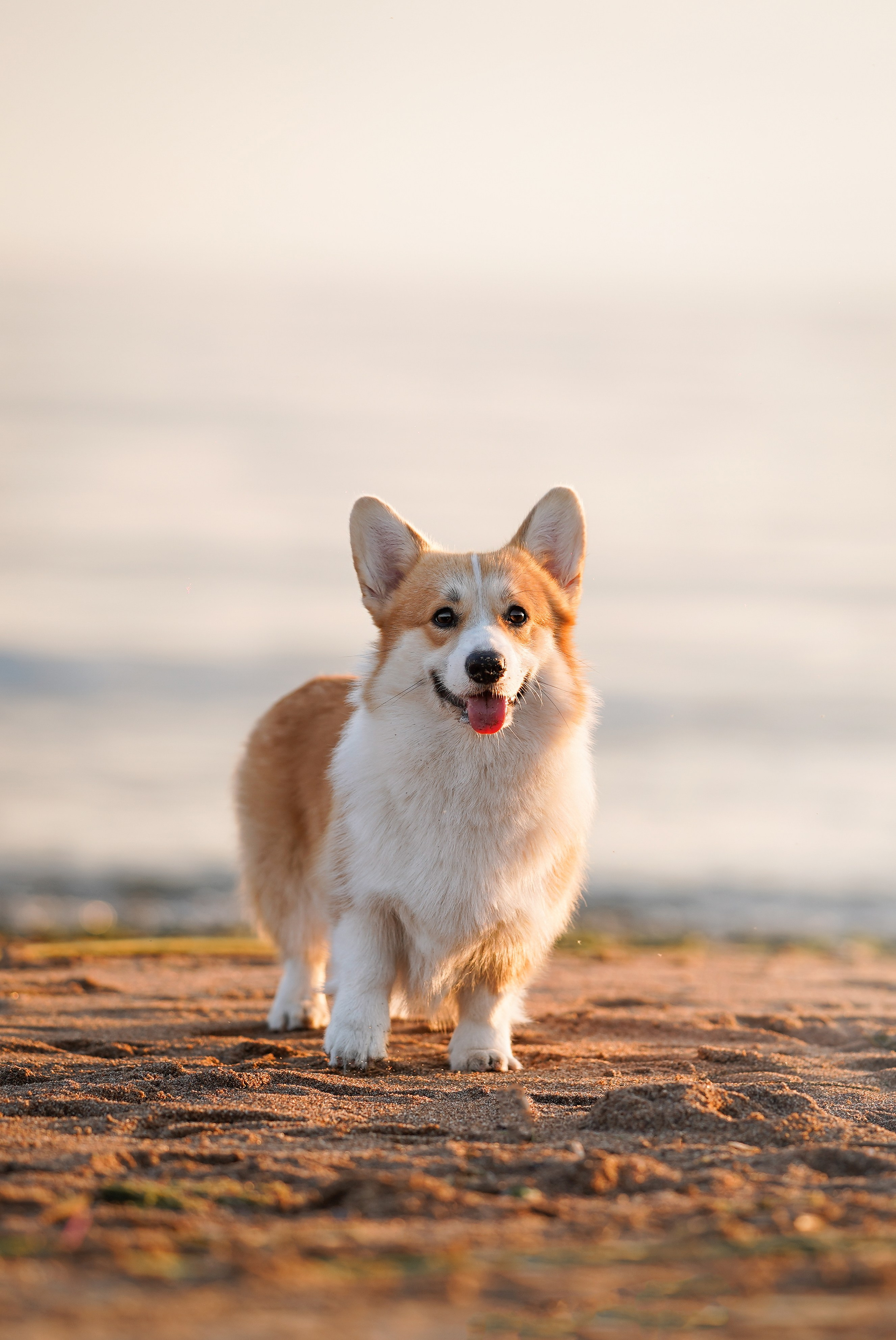 Катя Алиса и коржики. Фотограф-анималист в Санкт-Петербурге Яна Мартынова