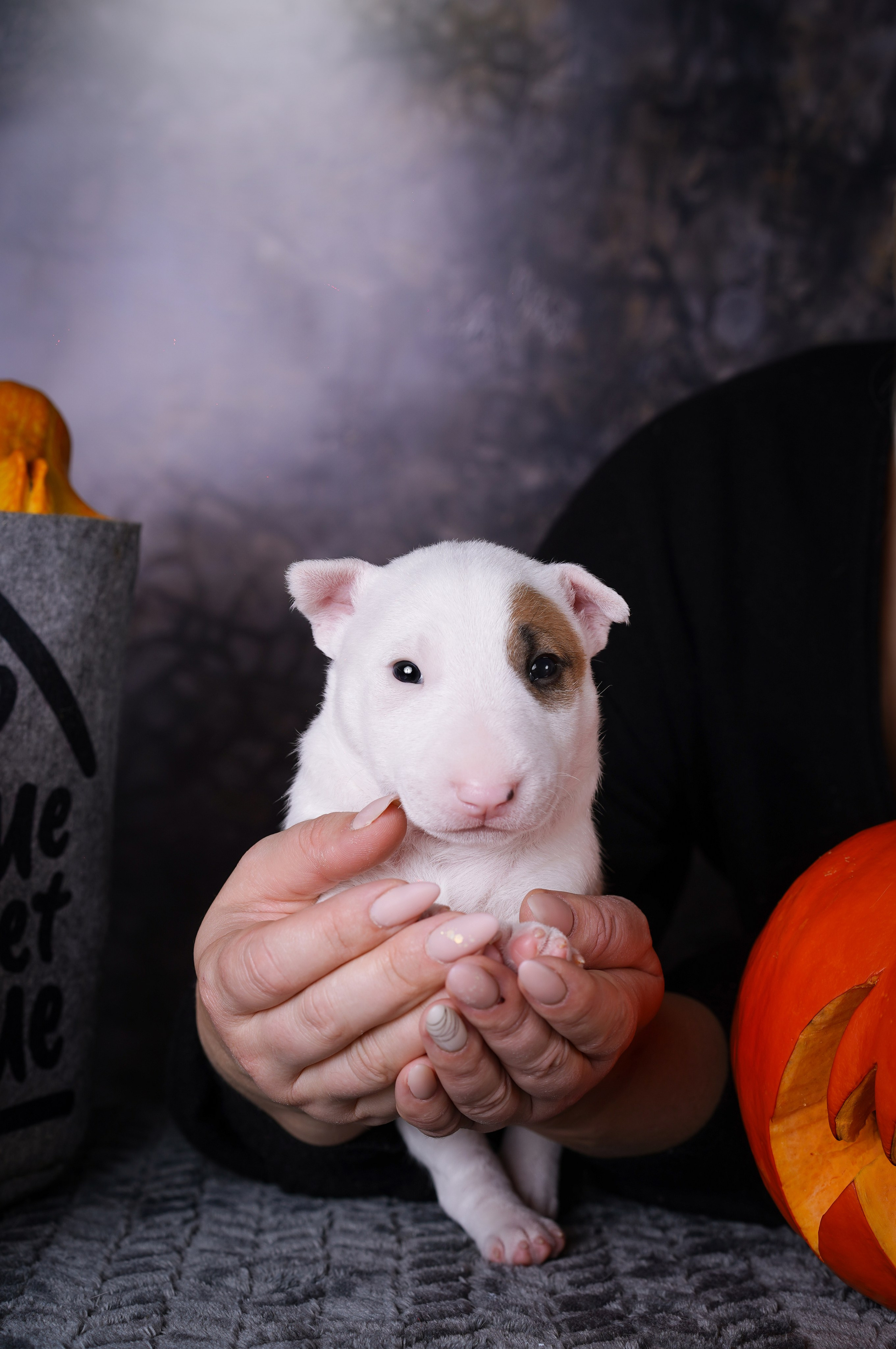 Щенки минибультерьера. Фотограф-анималист в Санкт-Петербурге Яна Мартынова