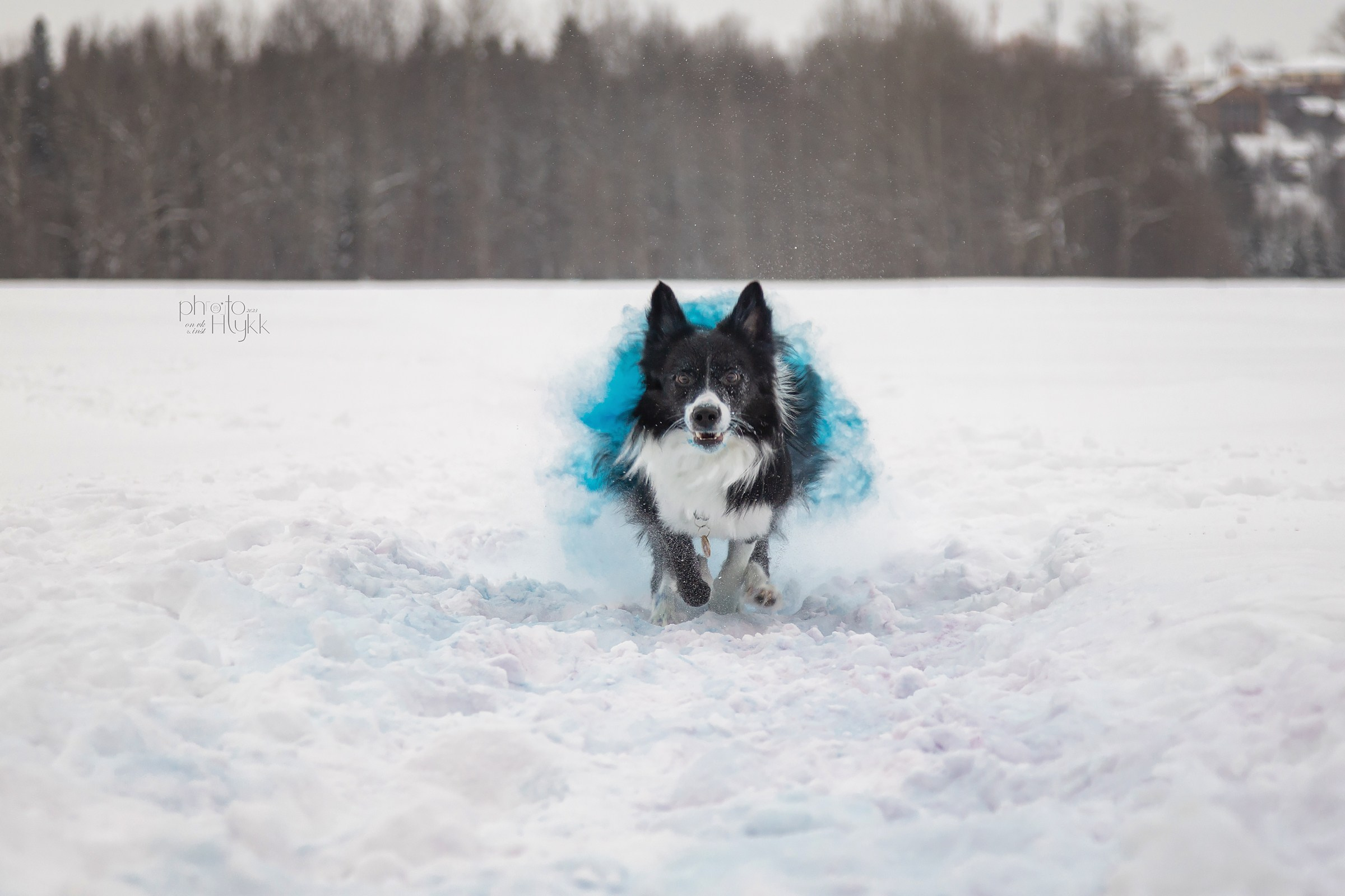 Бордер-колли Найт. Htykk_photo