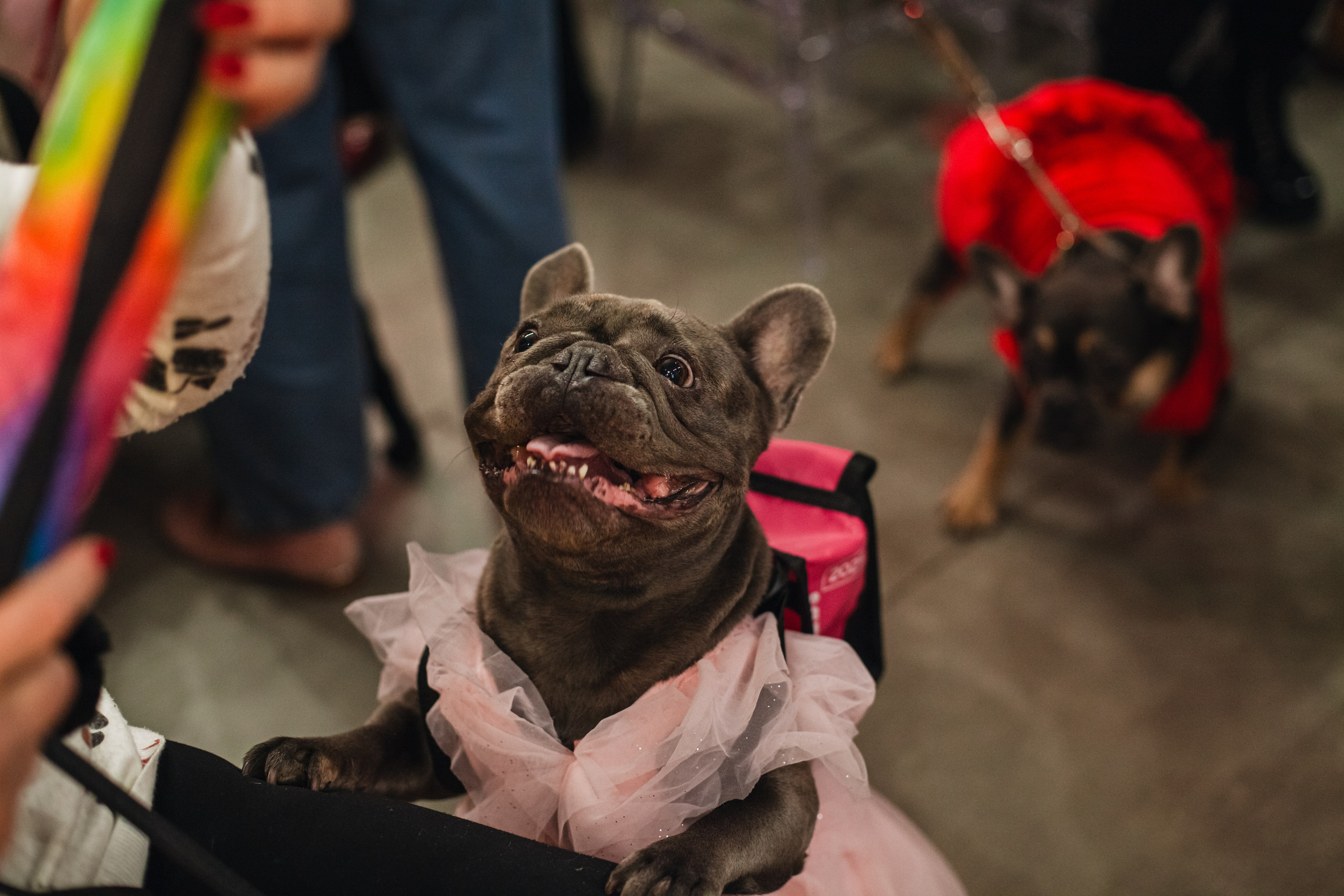 Бульёлка 2024. Фотограф-анималист Татьяна Степанова