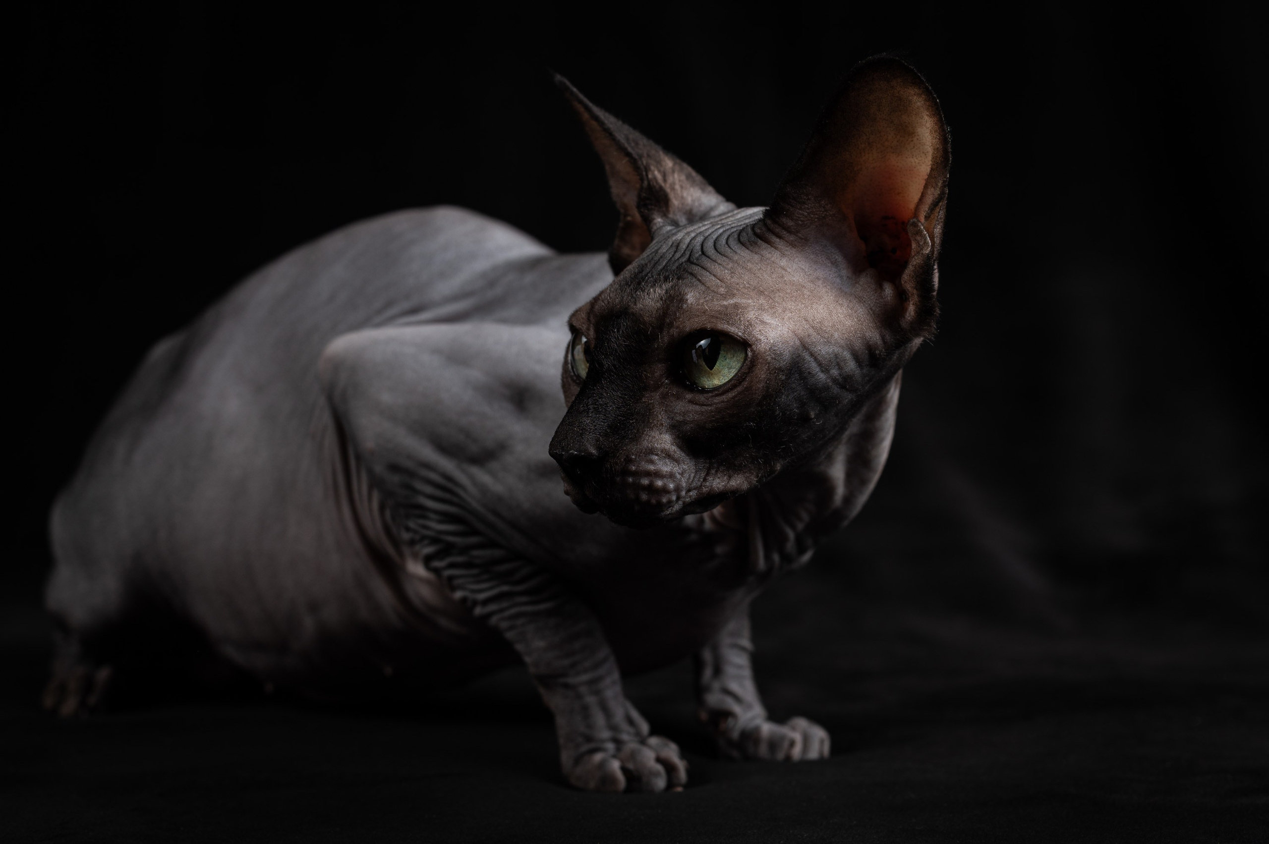 Клёпа | сфинкс. Alexandrovna photography