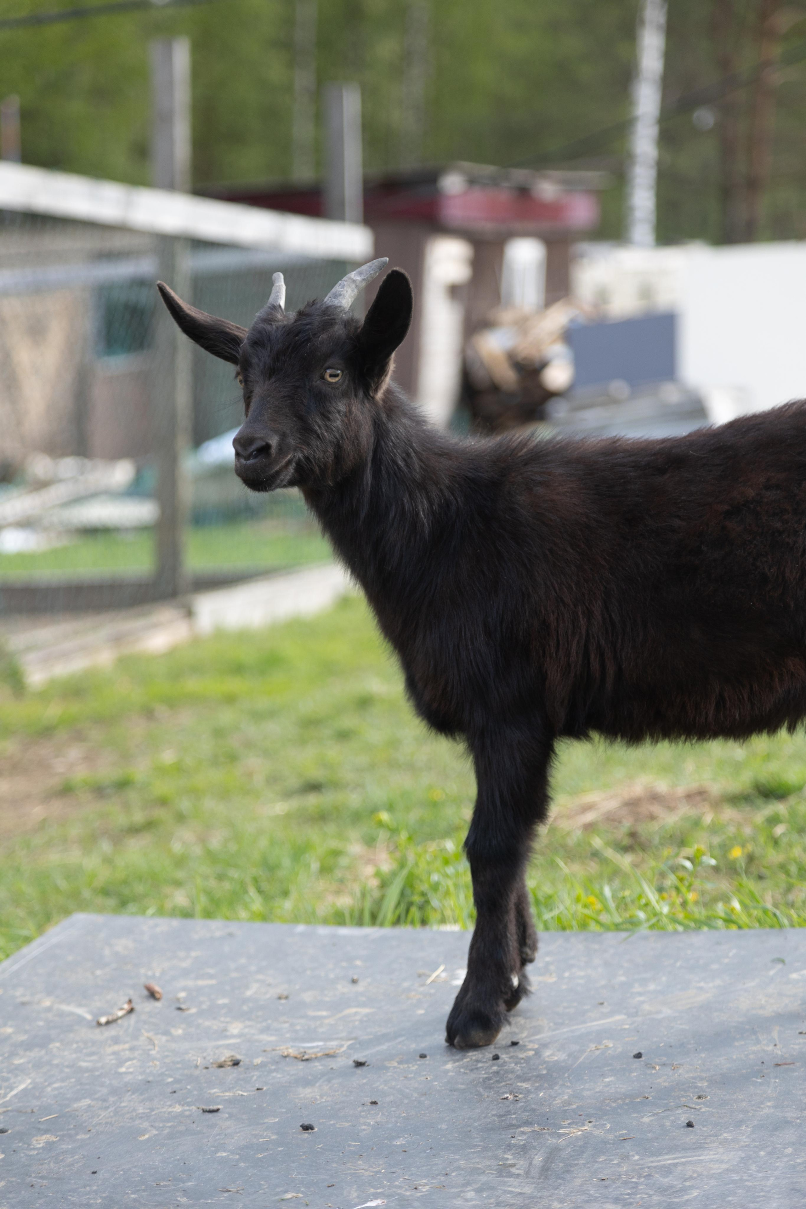 Ретрит: женский банный день. Креатор Ольга Яш