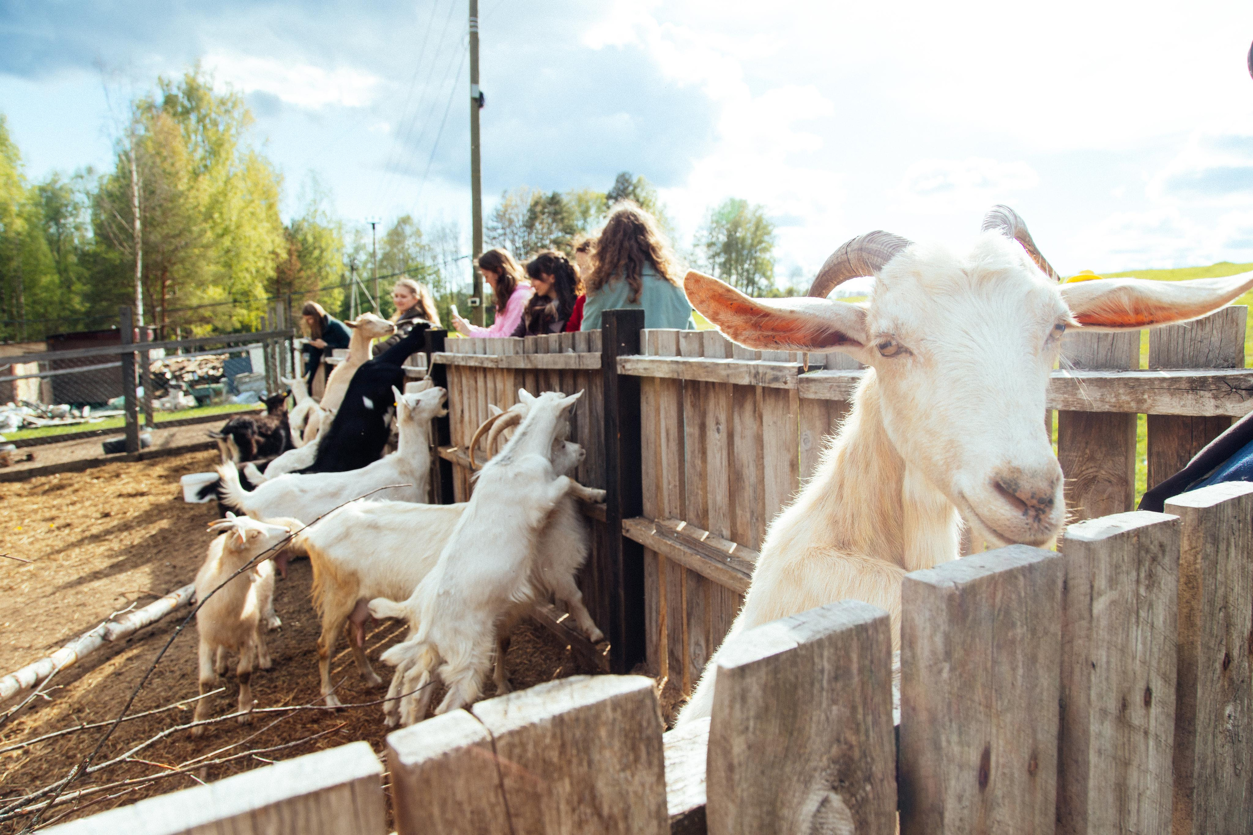 Ретрит: женский банный день. Креатор Ольга Яш