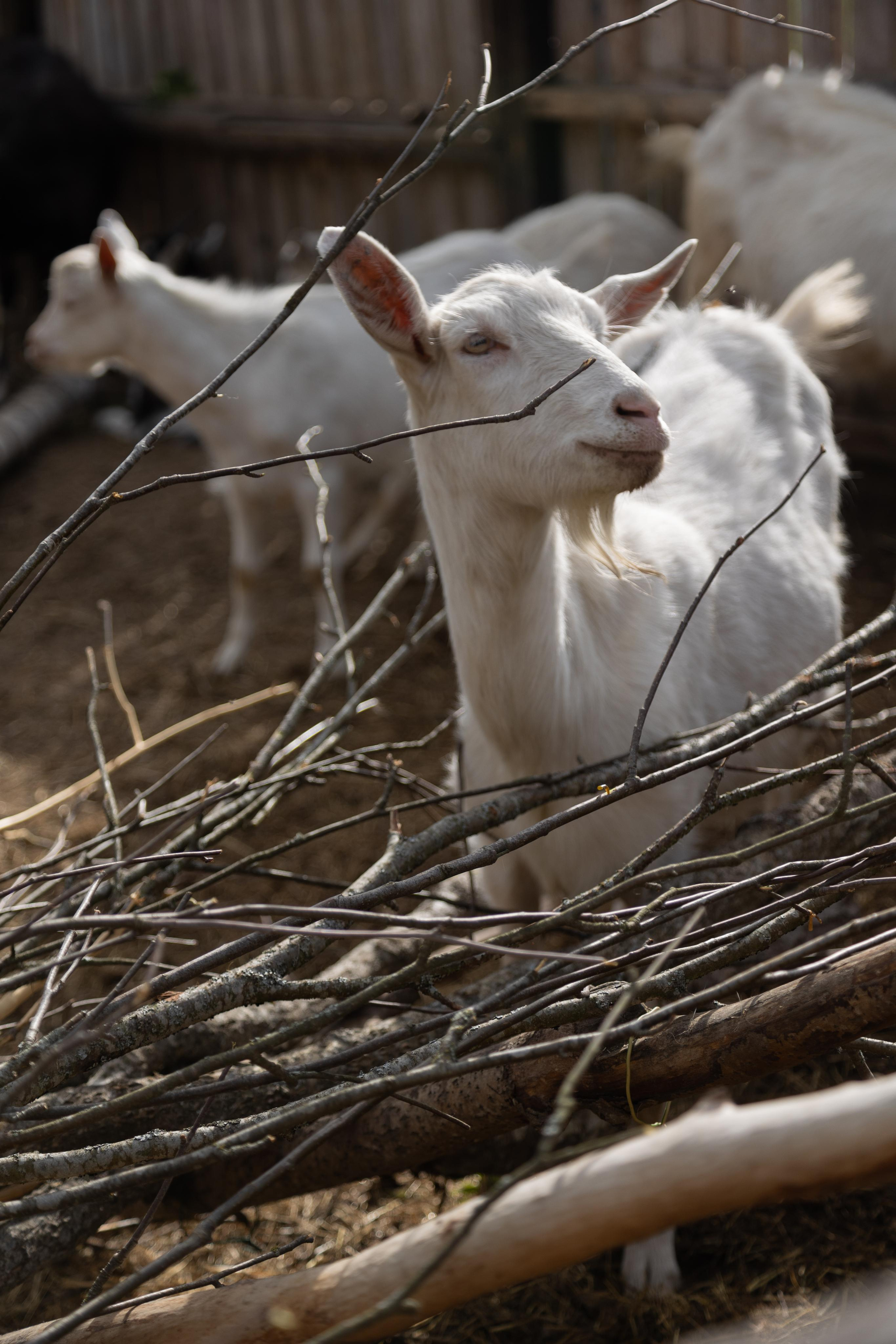 Ретрит: женский банный день. Креатор Ольга Яш