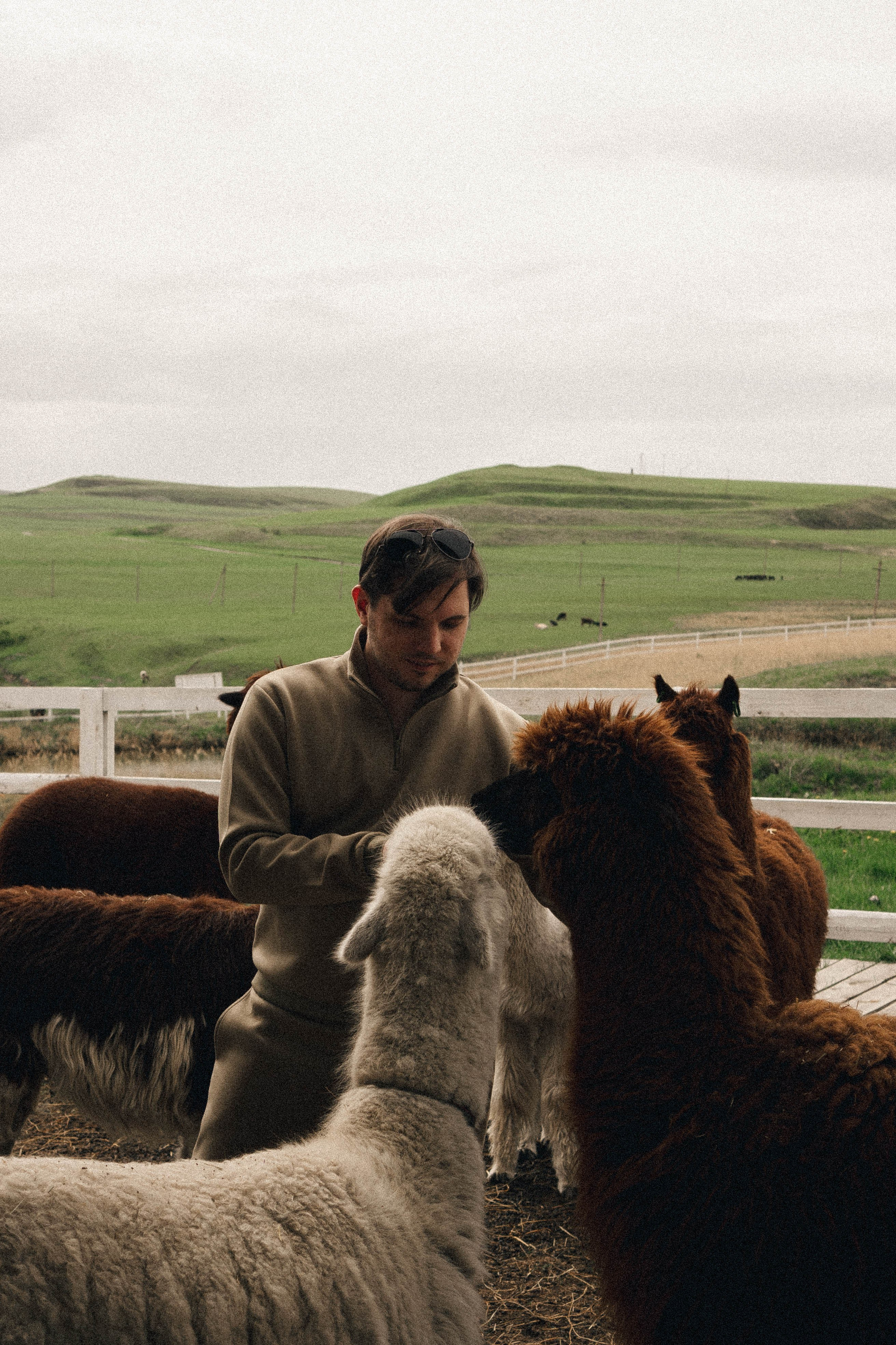 Ферма Альпак. Профессиональный фотограф, Санкт-Петербург — Виктория Богомолова