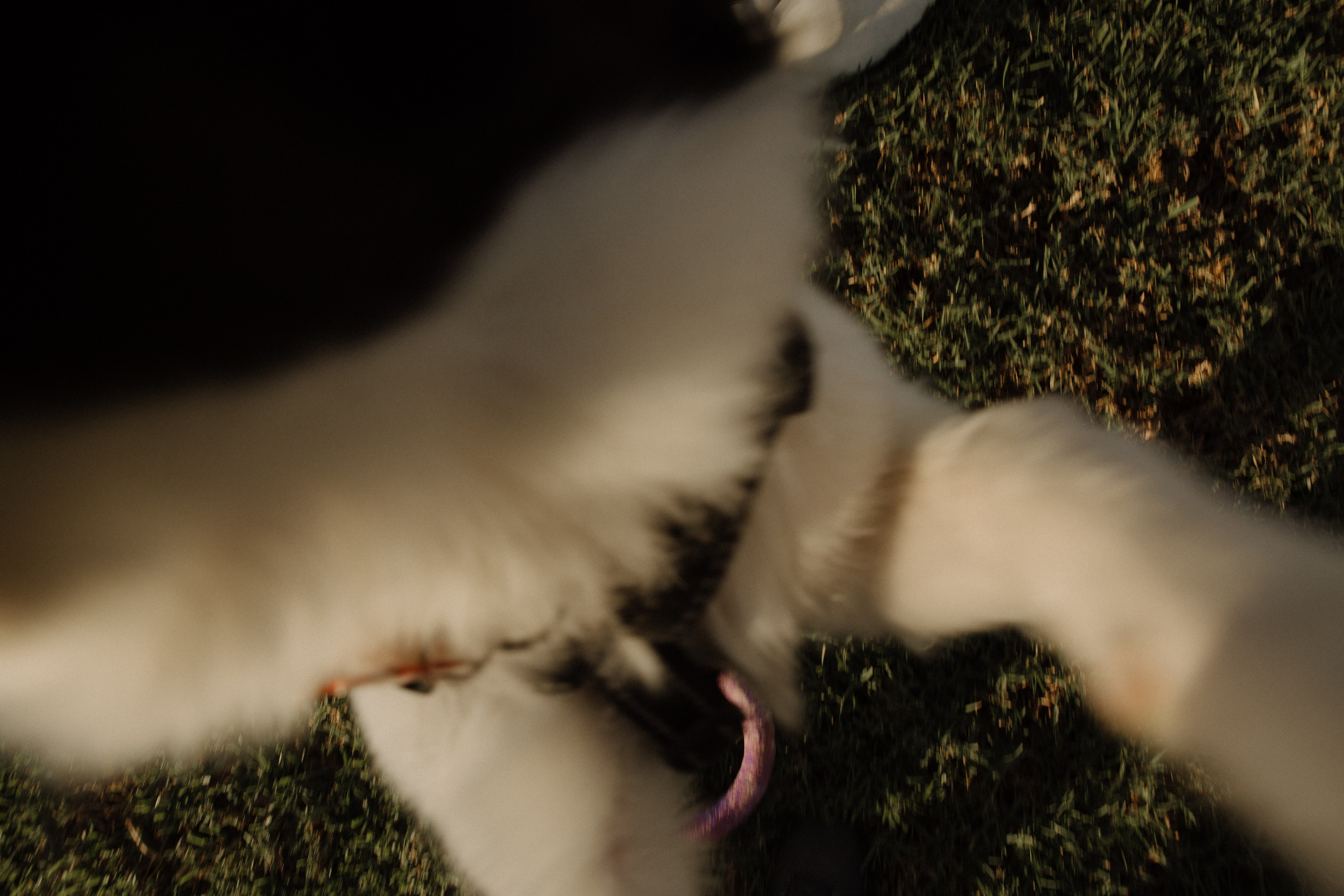 Melymko fam. Portrait, family and pet photographer in Cyprus, Ksenia Bourdelle