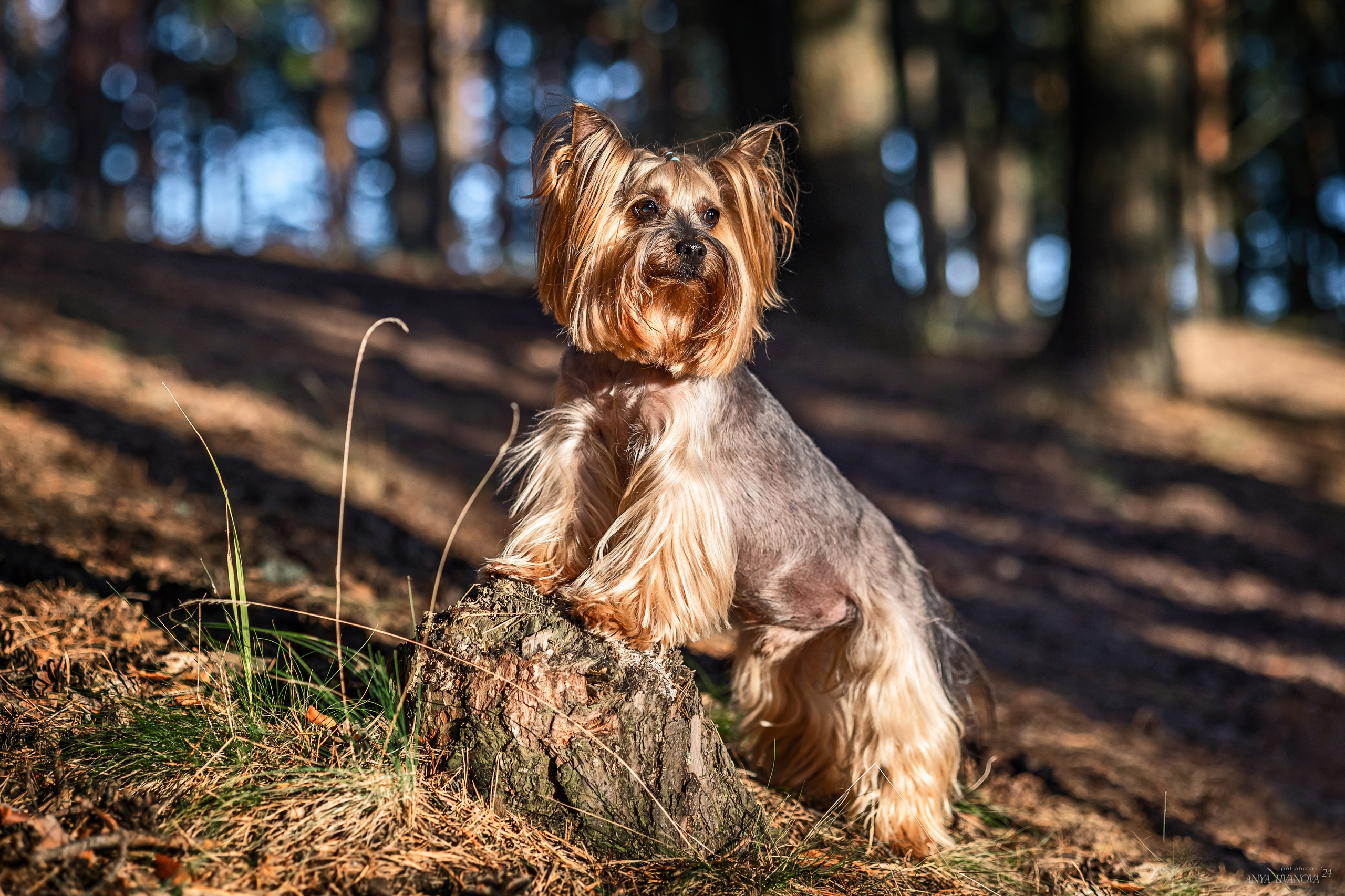 Катя и йорки. Фотограф анималист Аня Ливанова | Рыбинск
