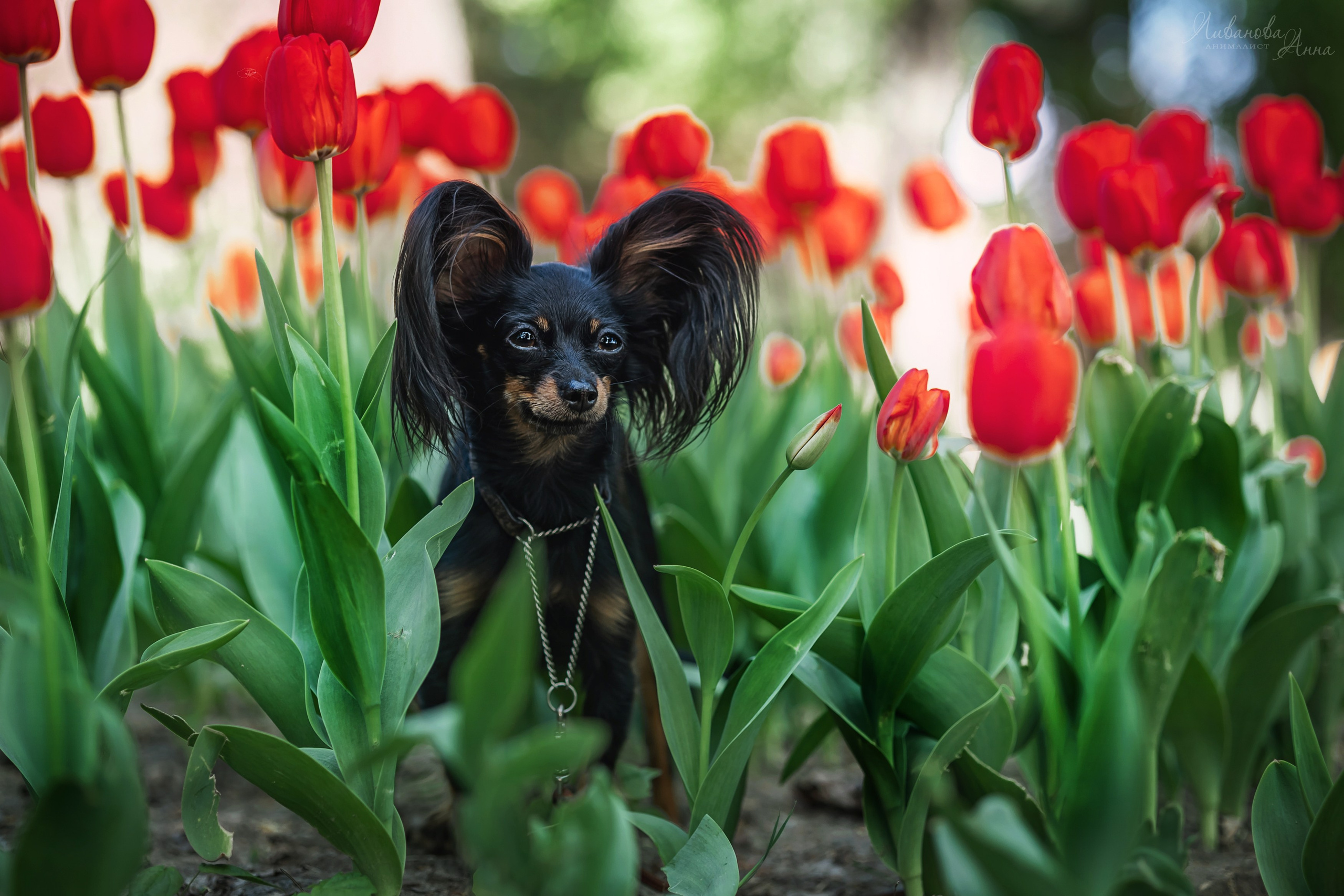 Лена и тойчики. Фотограф анималист Аня Ливанова | Рыбинск