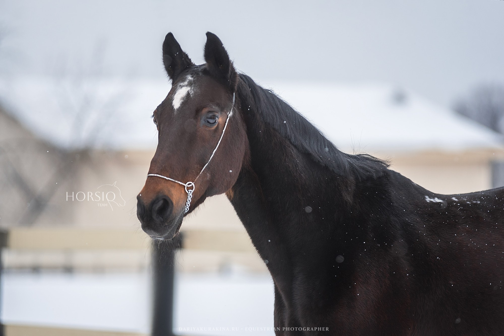 Димонс, HORSIO. Конный фотограф Куракина Дарья • Фотосессии с лошадьми