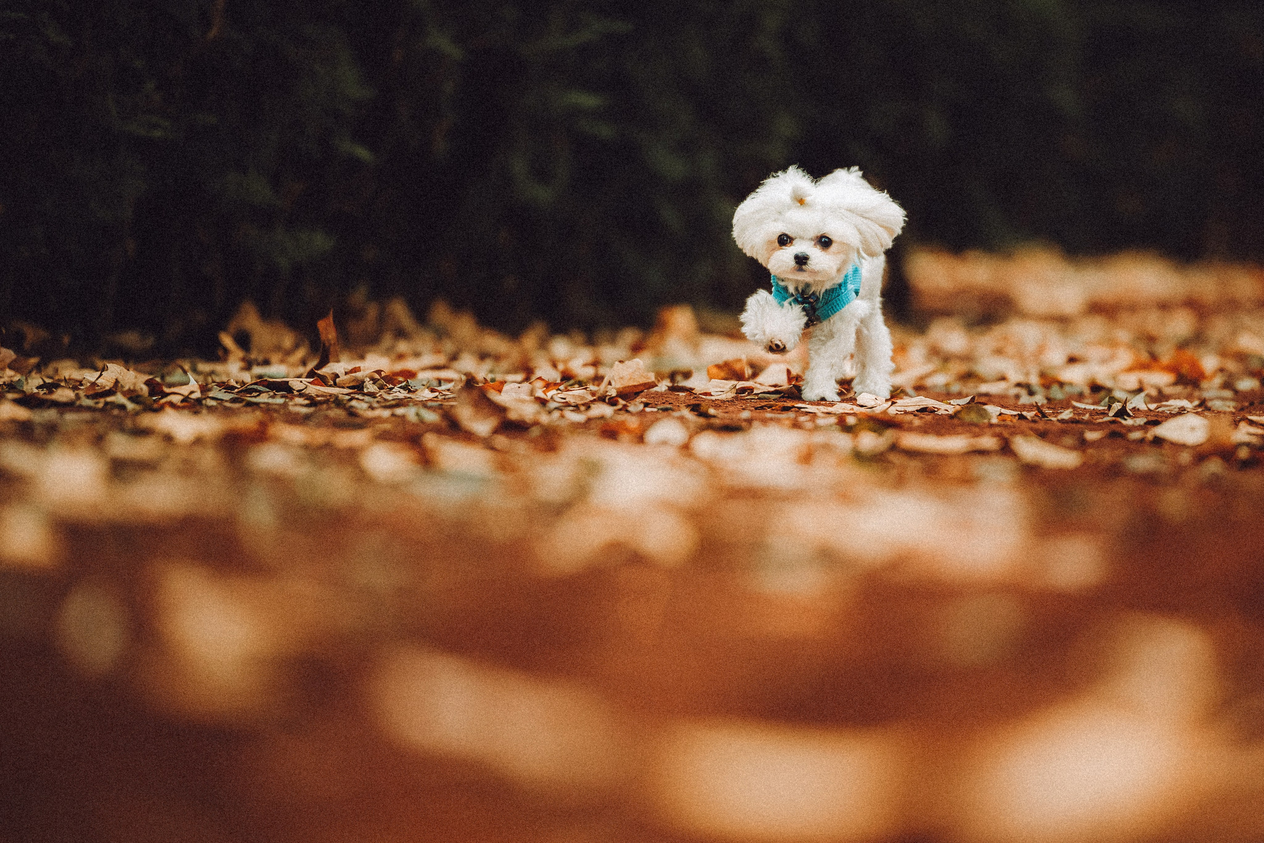 Настя и Гоша