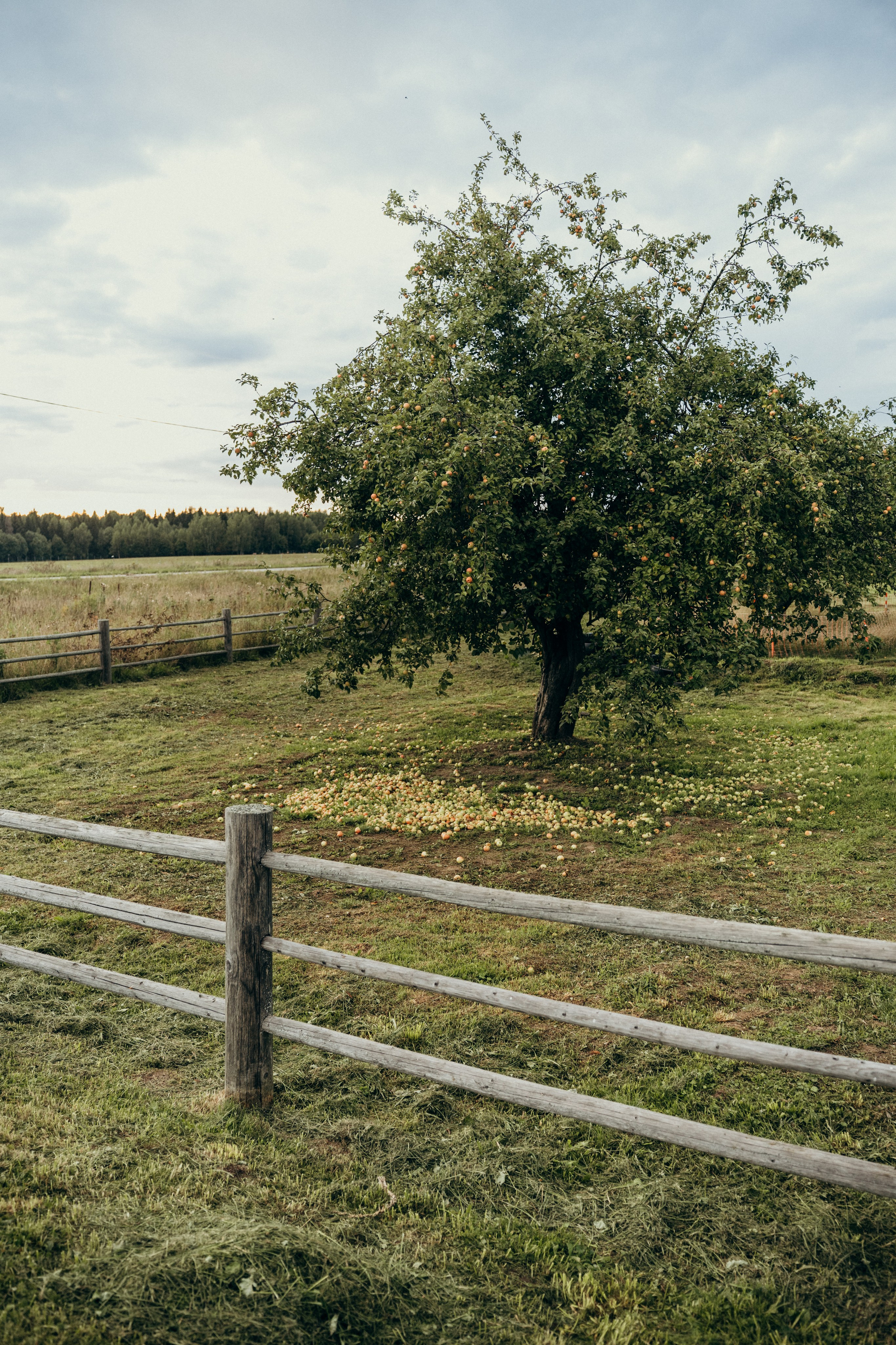 Саша. Сайт фотографа Светланы Еремченко
