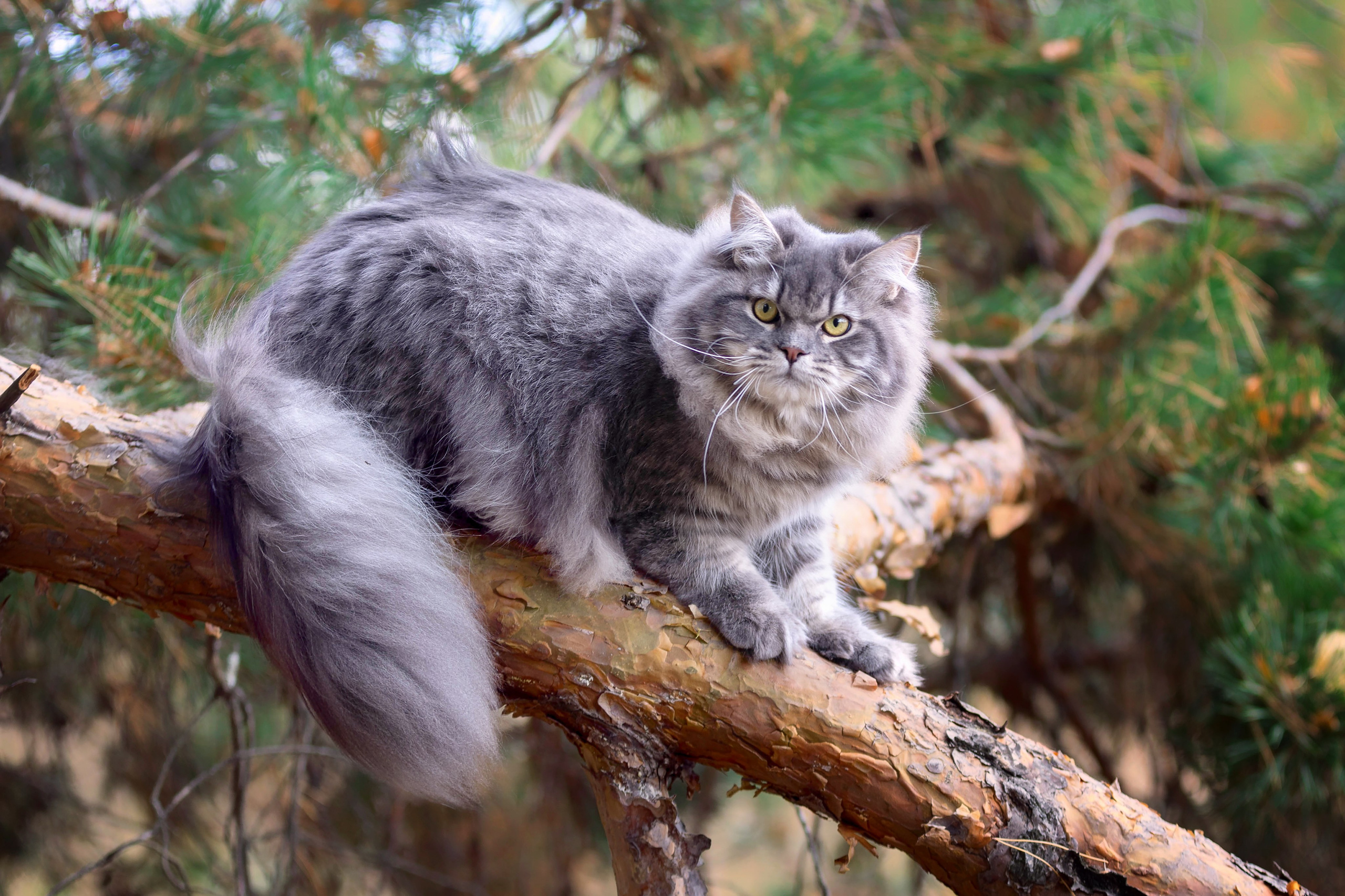 Выездная съёмка с естественным светом. Фотограф-анималист в Омске Екатерина Маричева