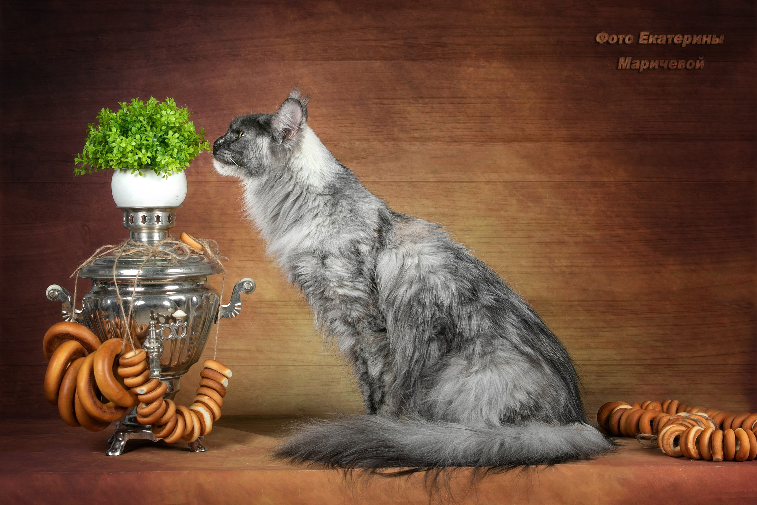 Стендовая съёмка на выставках кошек. Фотограф-анималист в Омске Екатерина Маричева