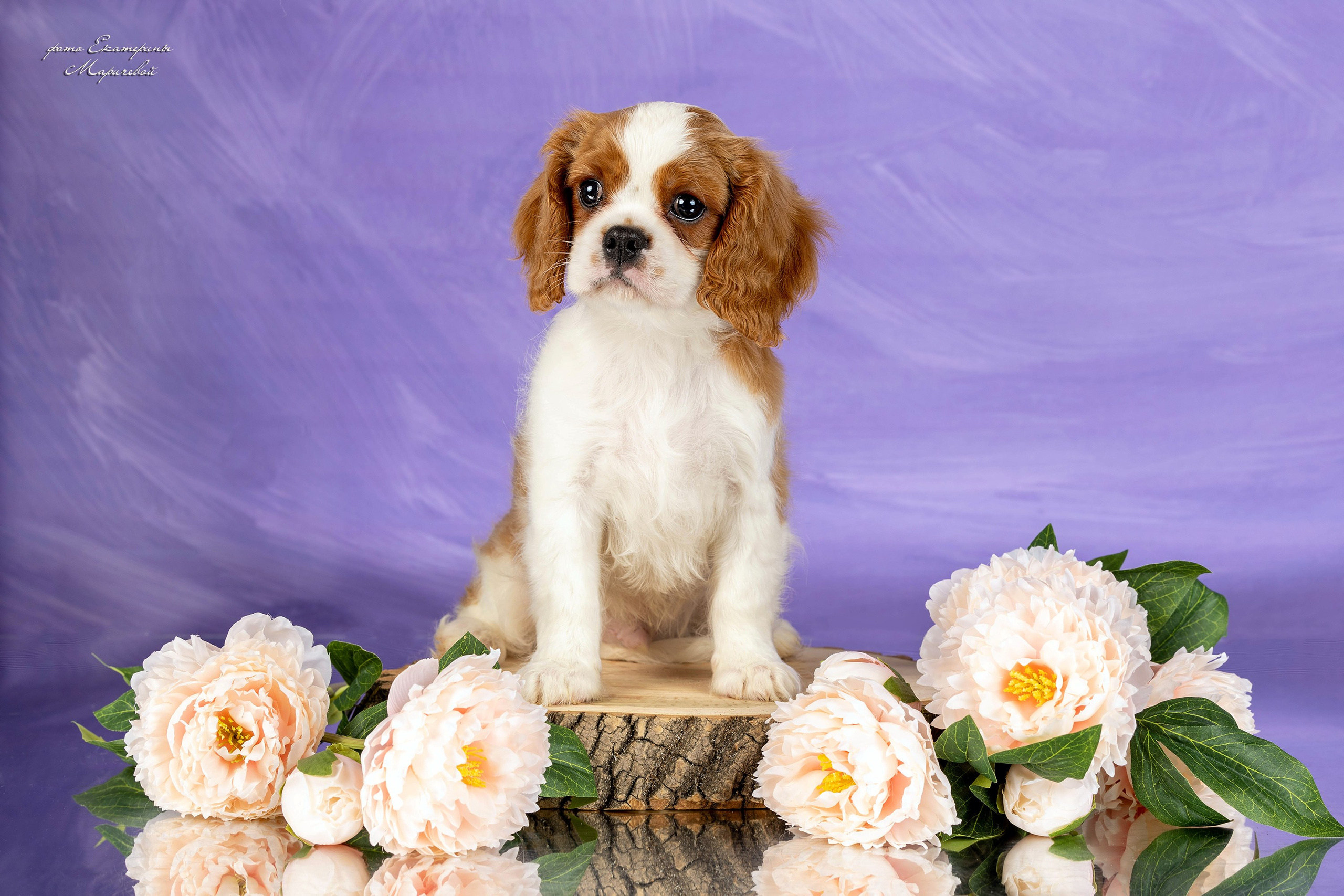 Галерея щенков. Фотограф-анималист в Омске Екатерина Маричева