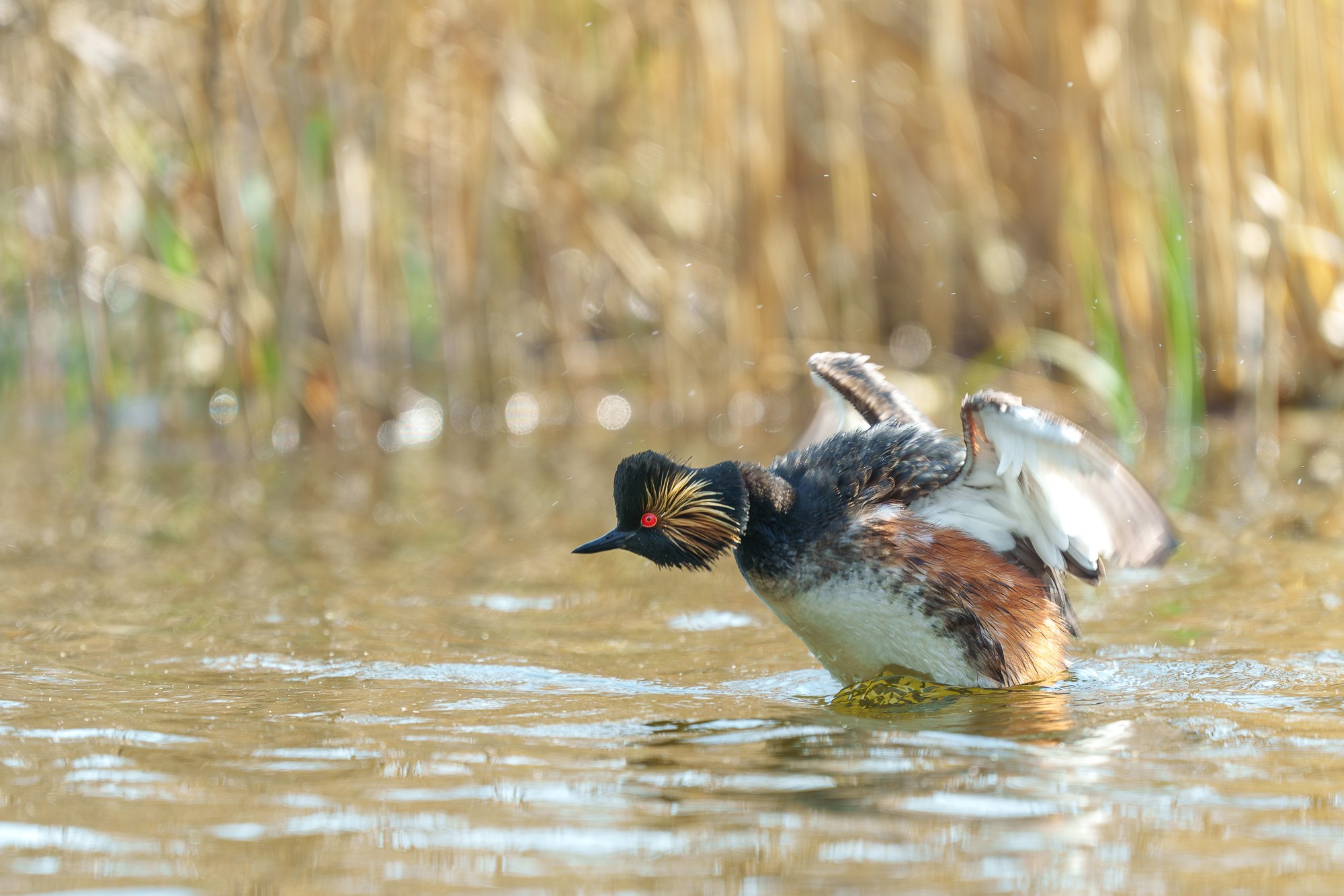 Удивительные мир птиц. Вокруг нас столько прекрасного — присмотритесь!. Ваш личный фотограф Марина Волкова