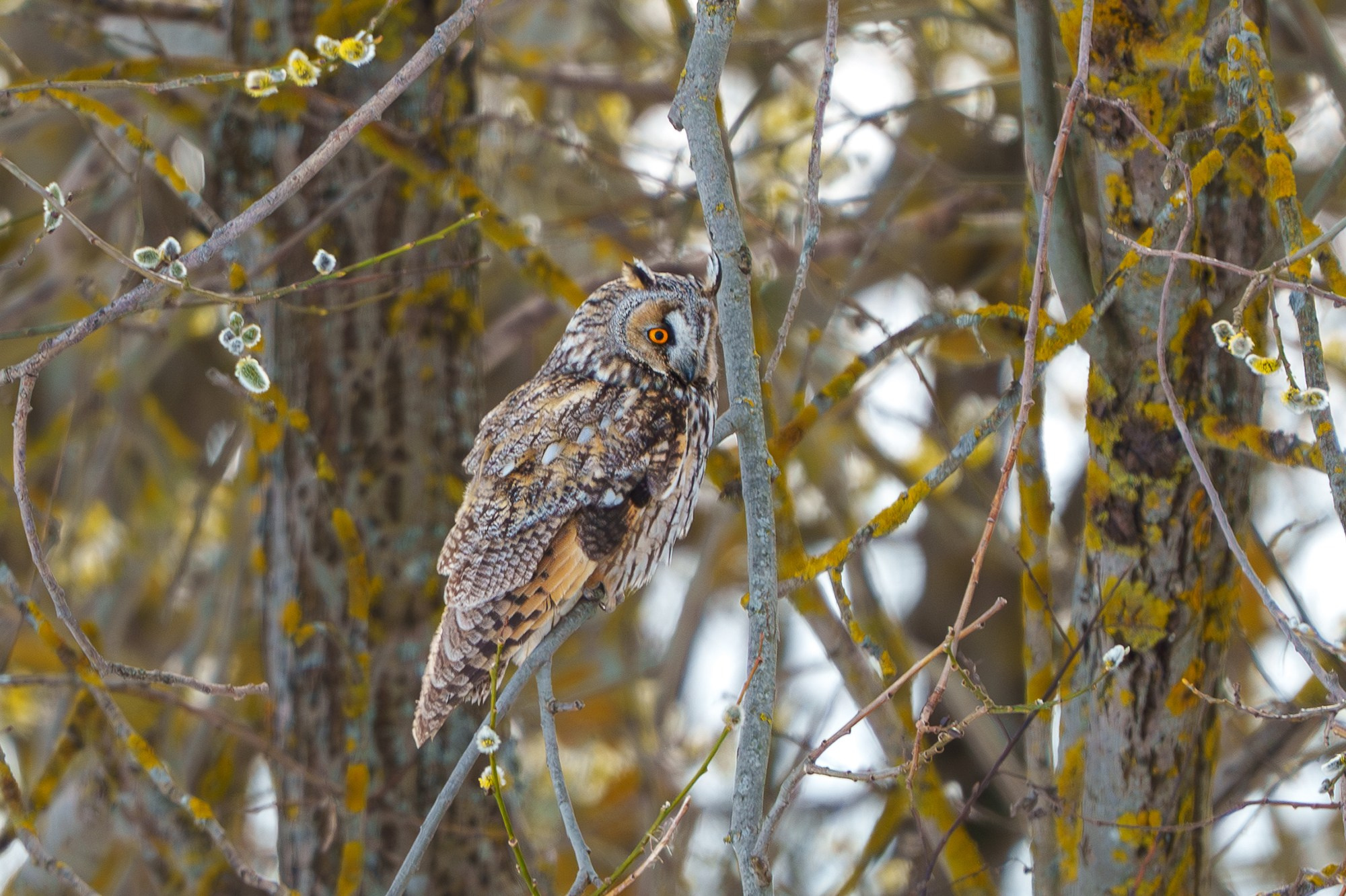 Удивительные мир птиц. Вокруг нас столько прекрасного — присмотритесь!. Ваш личный фотограф Марина Волкова