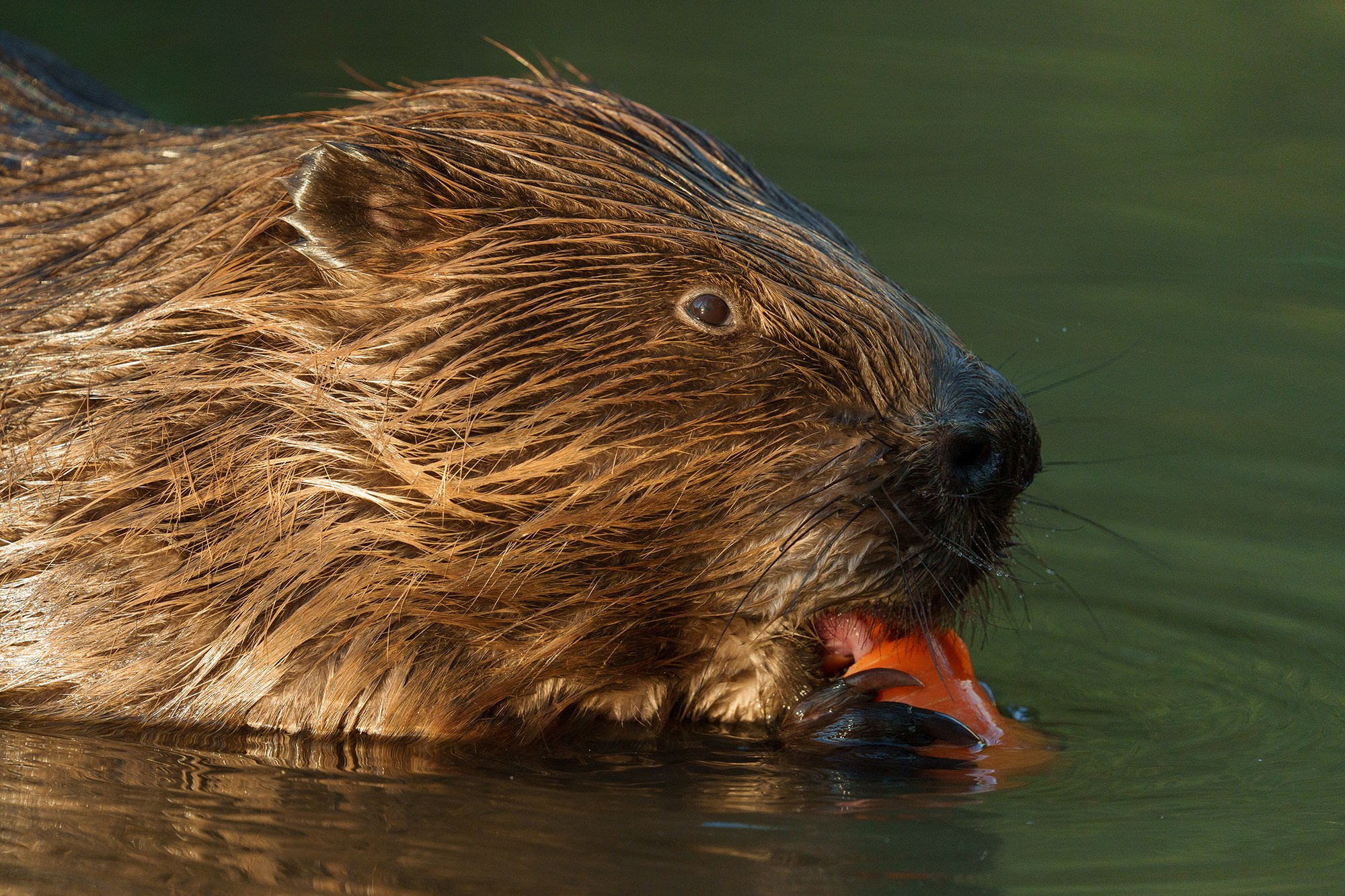 Животные. Ваш личный фотограф Марина Волкова