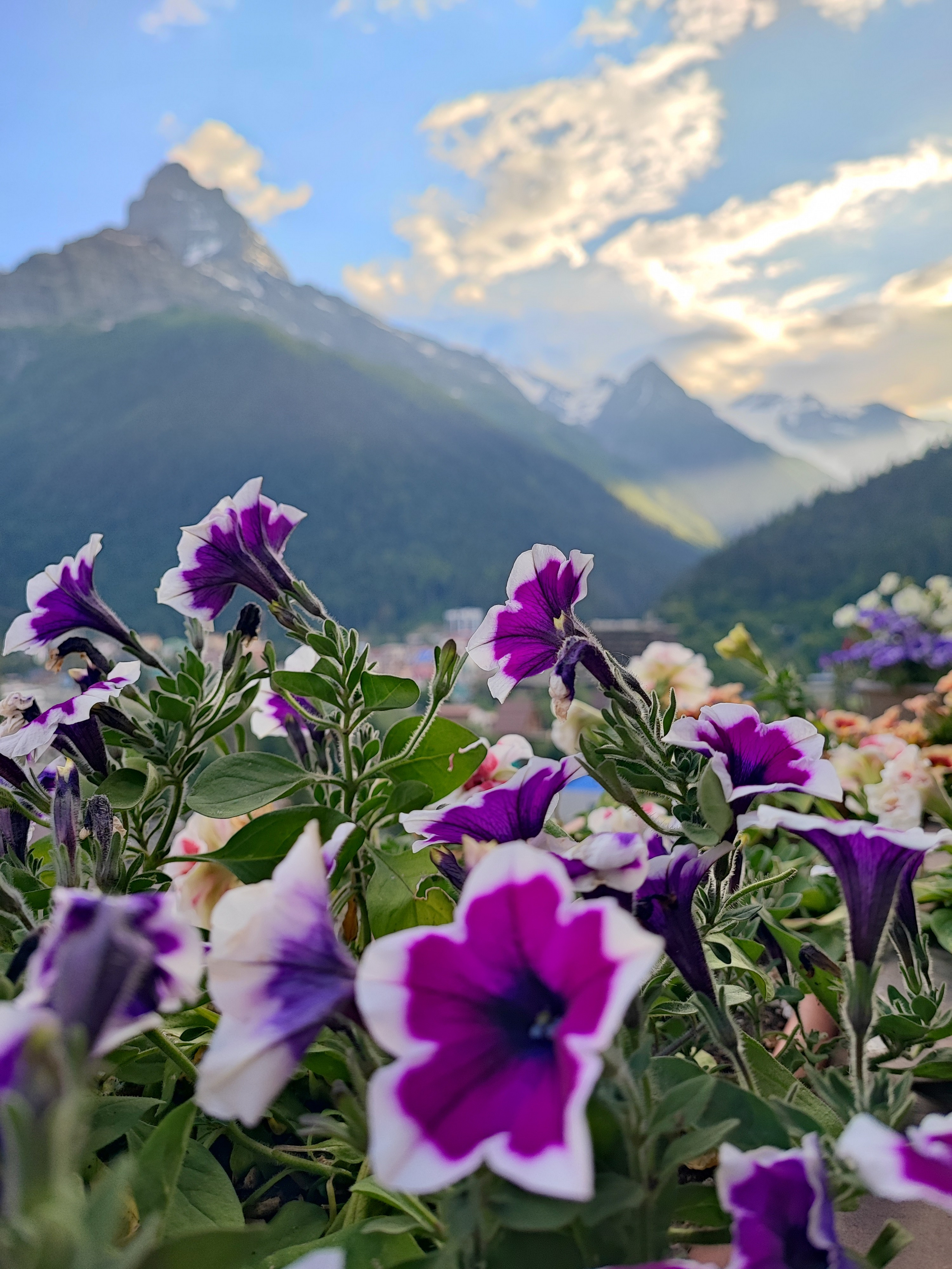 Намобилкус кавказский. Репортажный фотограф Алексей Пирязев