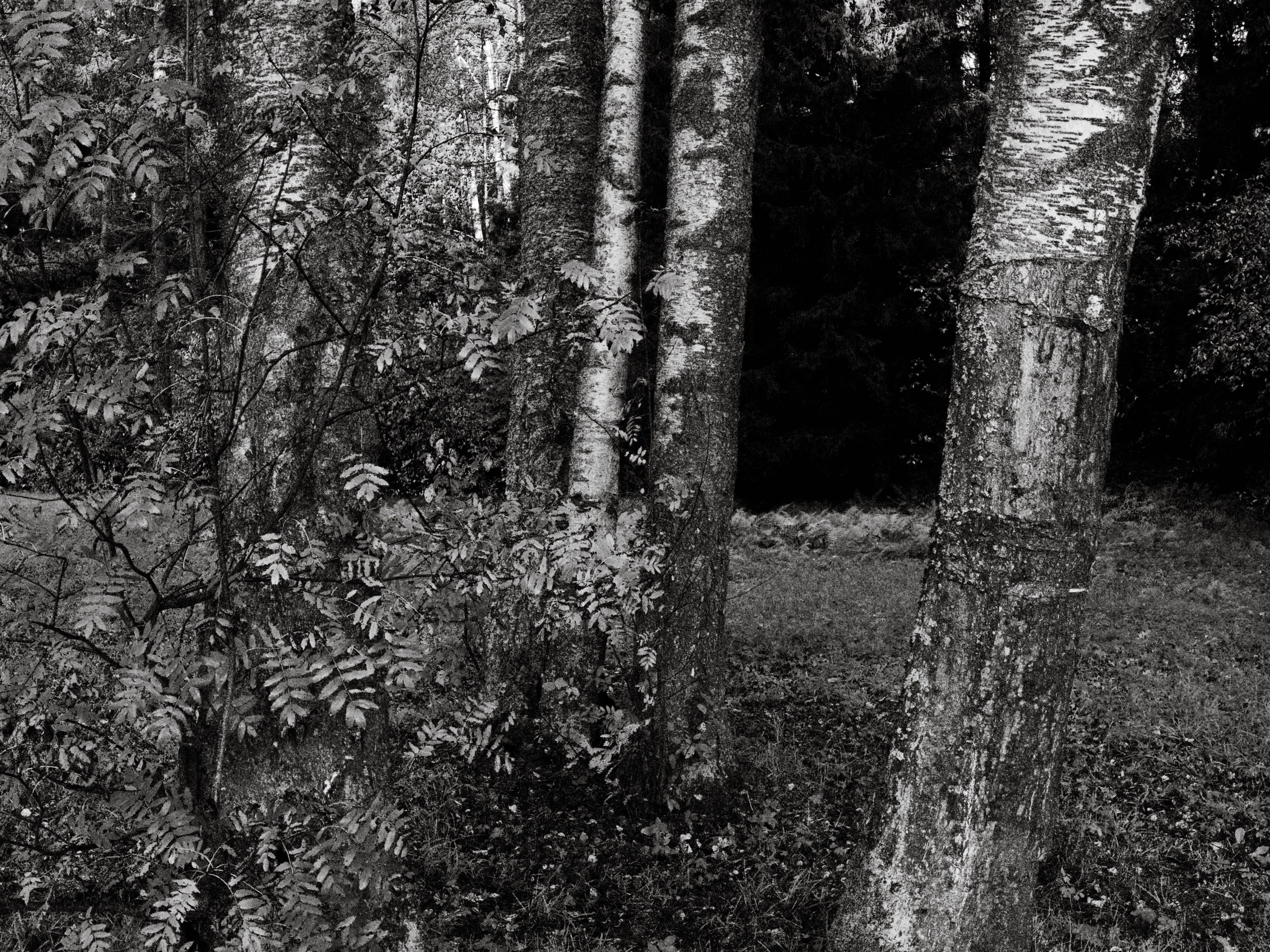 Pavlovsk. Shyjungle's Portfolio