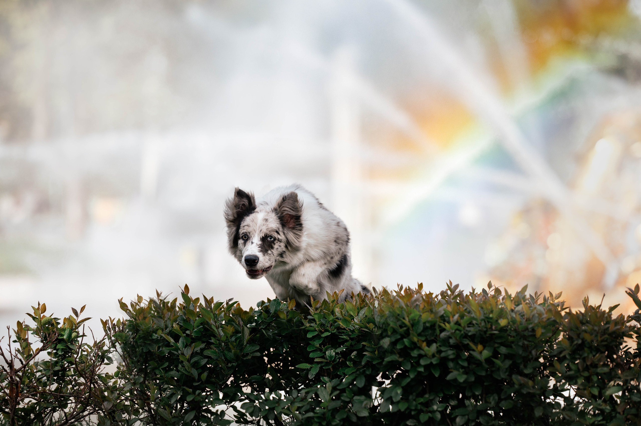 Весна на ВДНХ. Фотограф-анималист