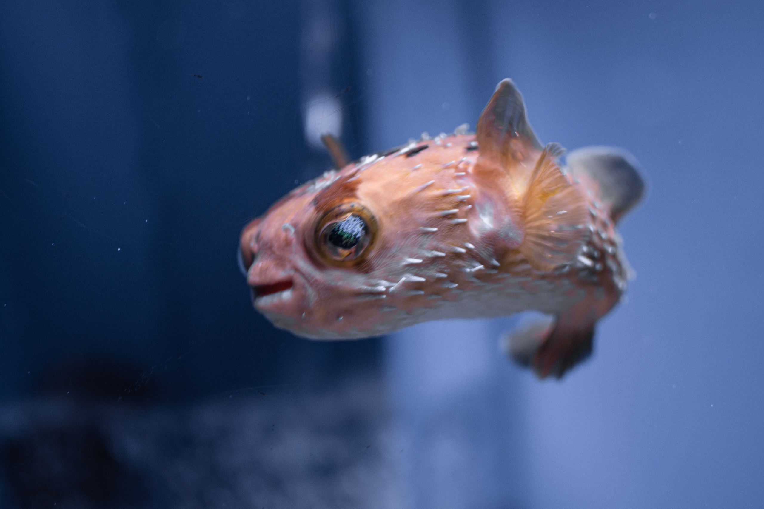 океанариум, andreyzaitsev.ru Кемерово фотограф