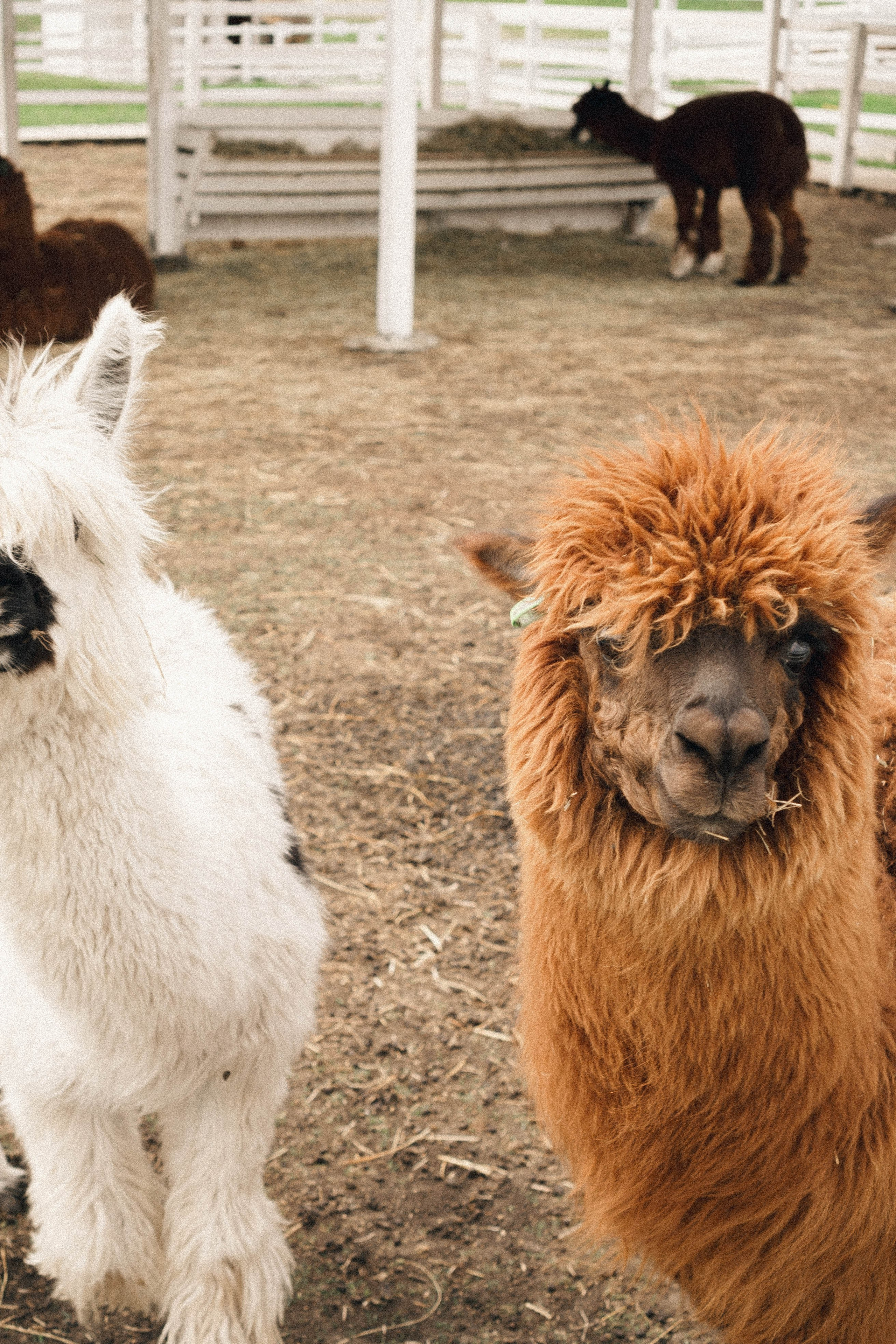 Ферма Альпак. Профессиональный фотограф, Санкт-Петербург — Виктория Богомолова