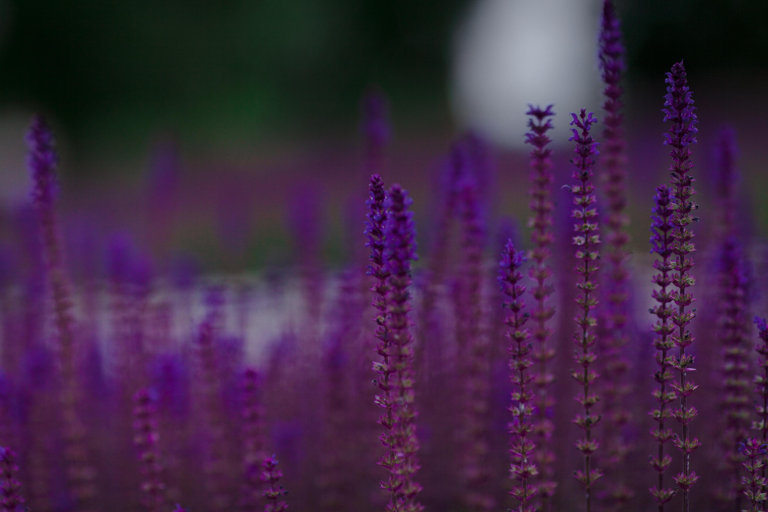 Иван и Виктория. Свадебный и семейный фотограф в Краснодаре