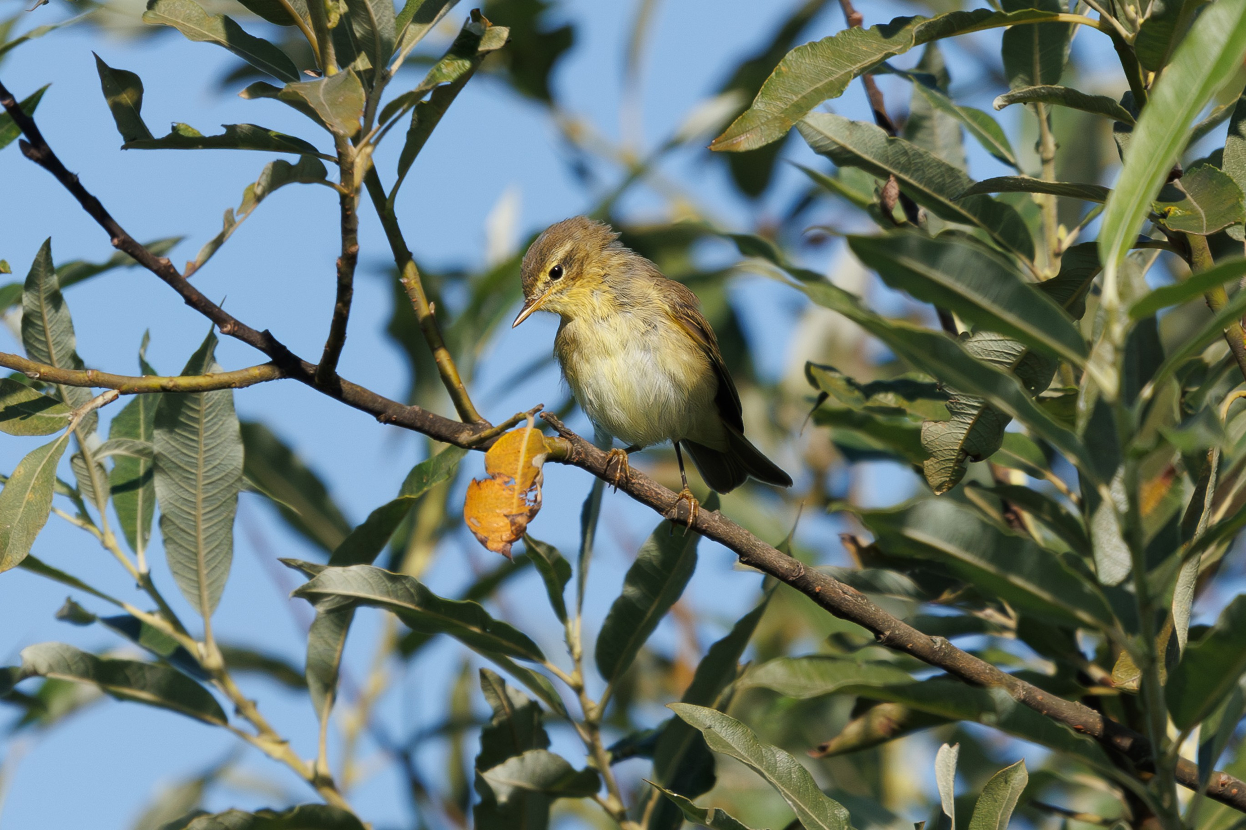 Птицы Москворецкого пойменного заказника. Птицы парков г. Люберцы