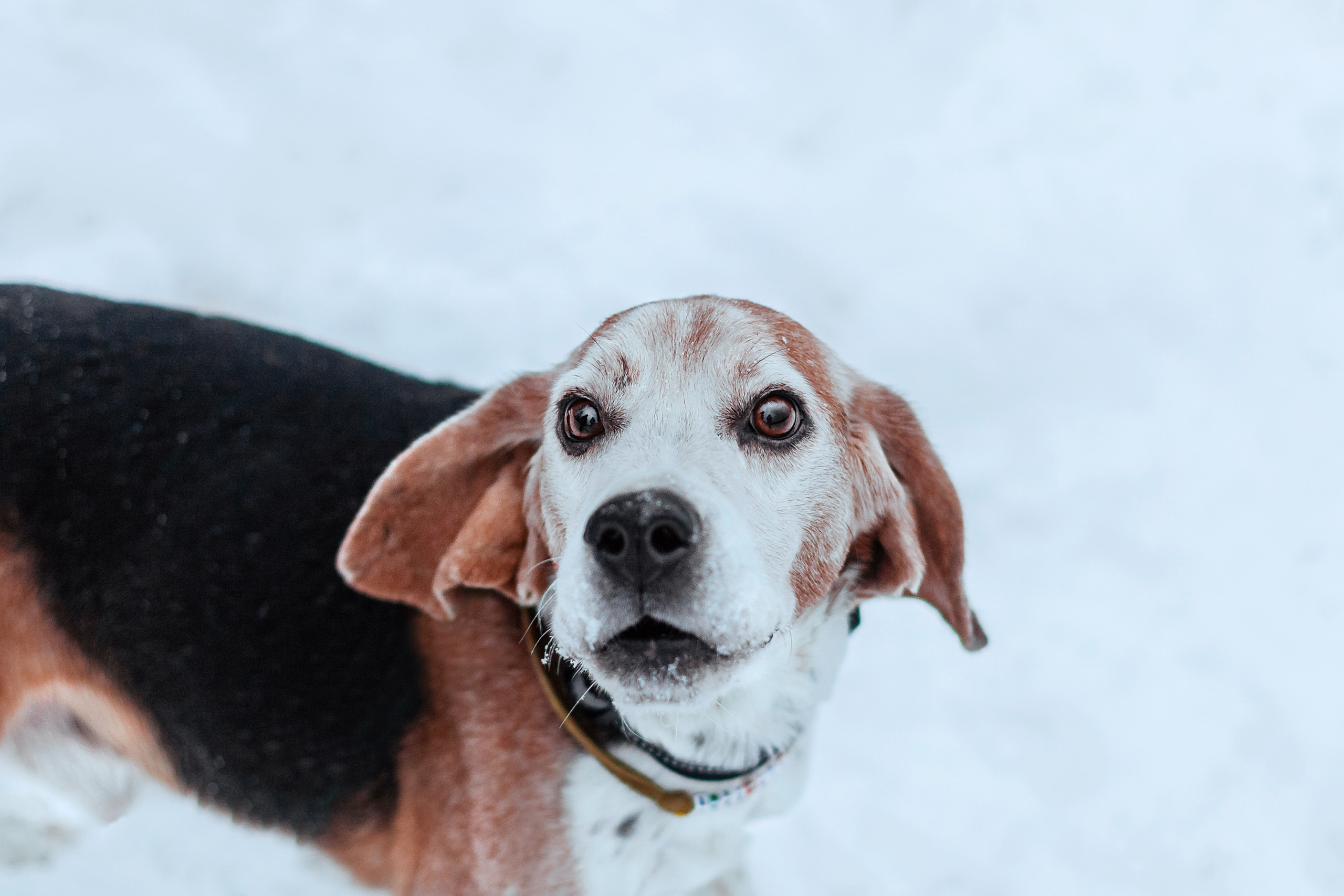 Дом для Биглей 2023. Фотограф-анималист Татьяна Степанова