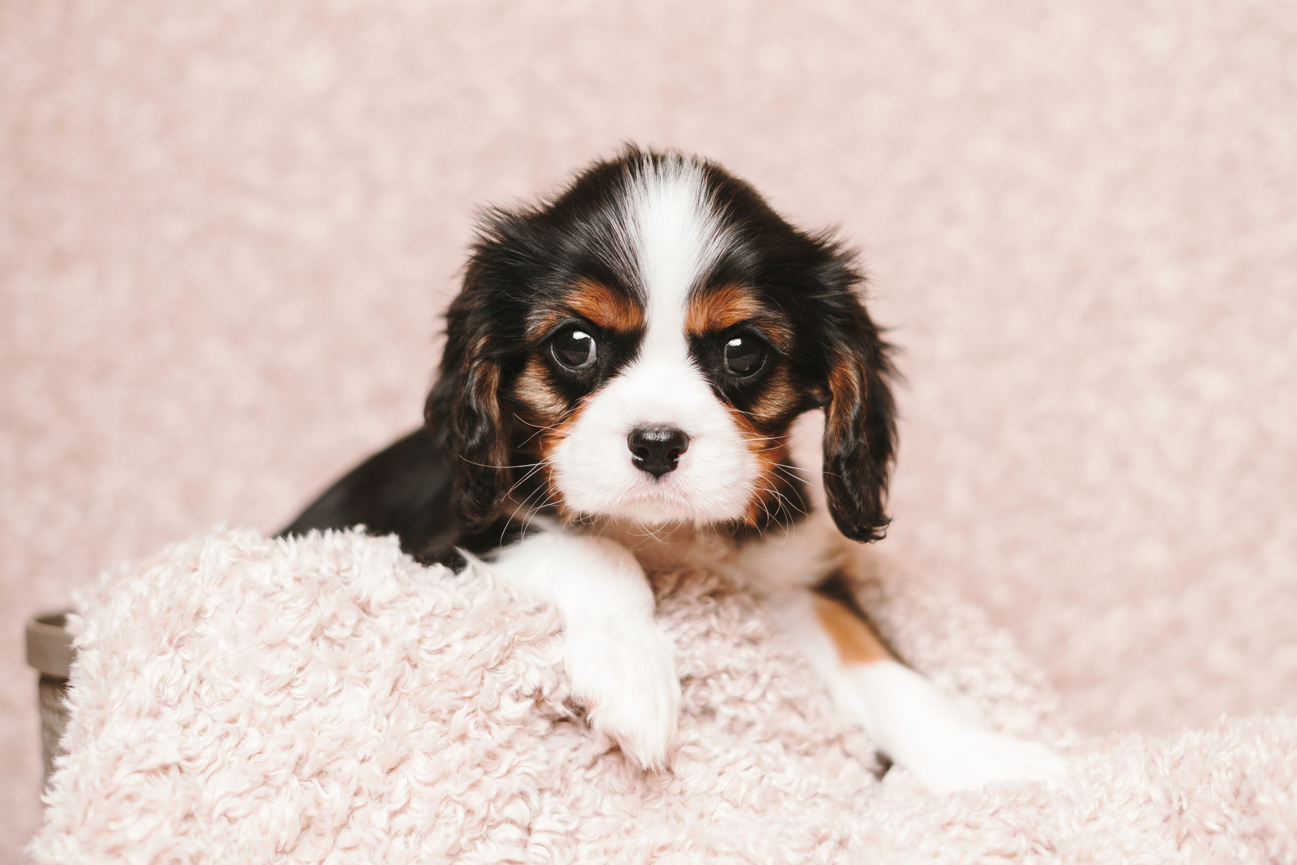 ККЧС. Фотограф анималист Осипчикова Мария