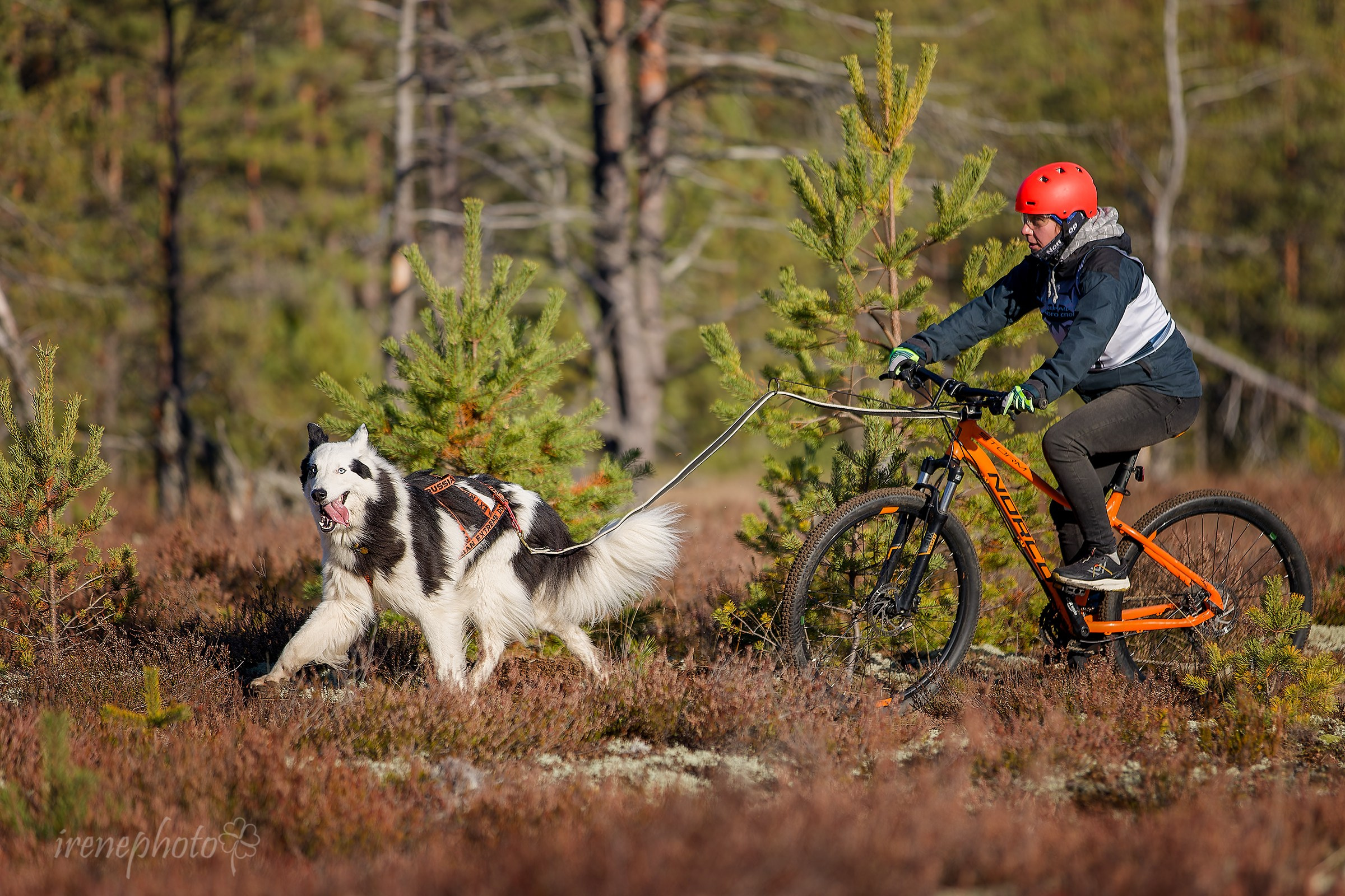Чемпионат Санкт-Петербурга осень 2025. Irenephoto.ru