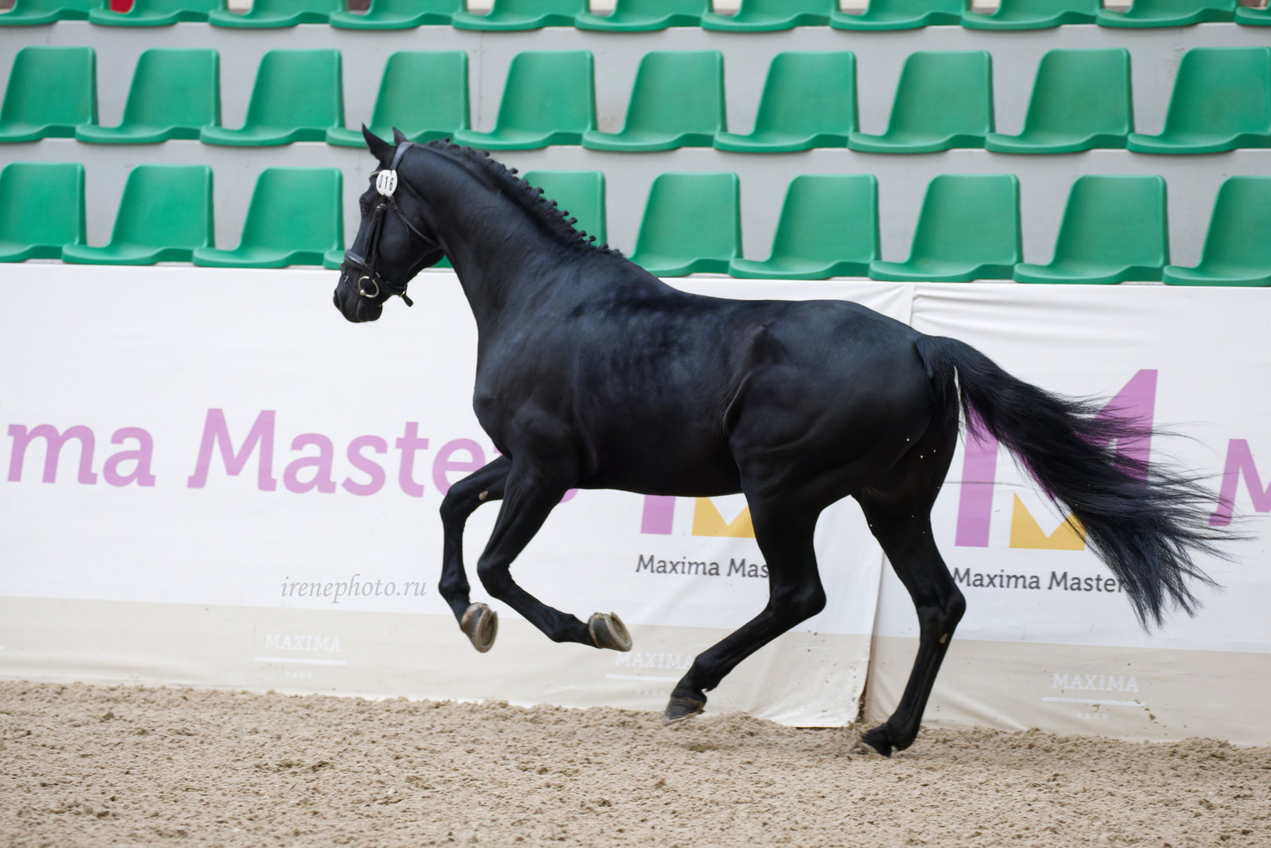 Конная Россия 2024 Оценка двигательных качеств. Irenephoto.ru