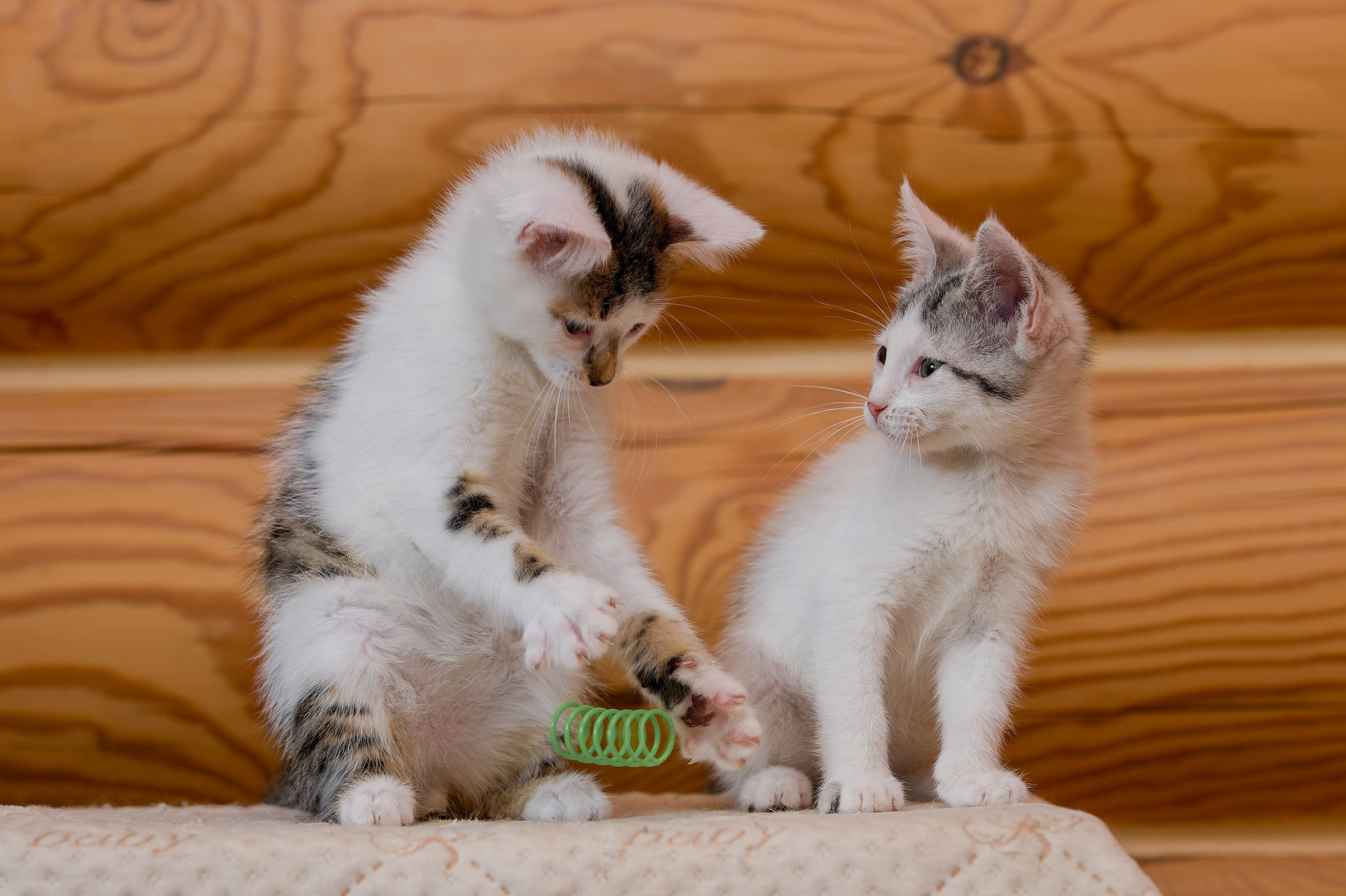 Котята. Irenephoto.ru
