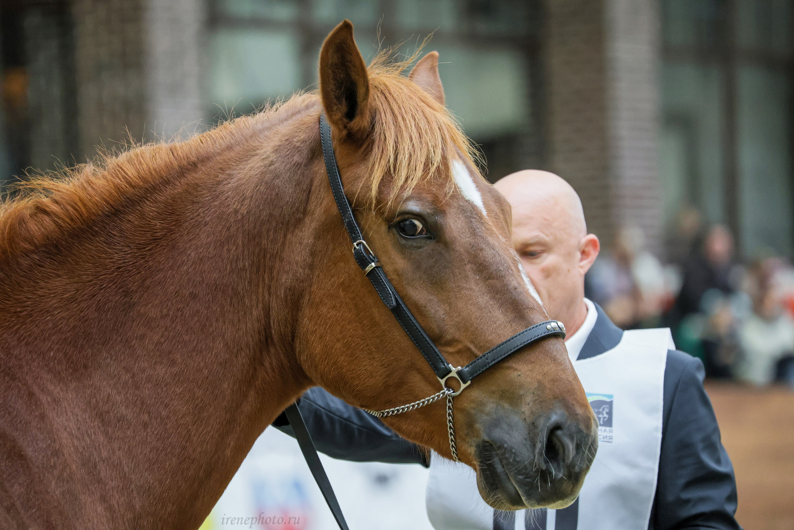 Конная Россия 2024. Irenephoto.ru