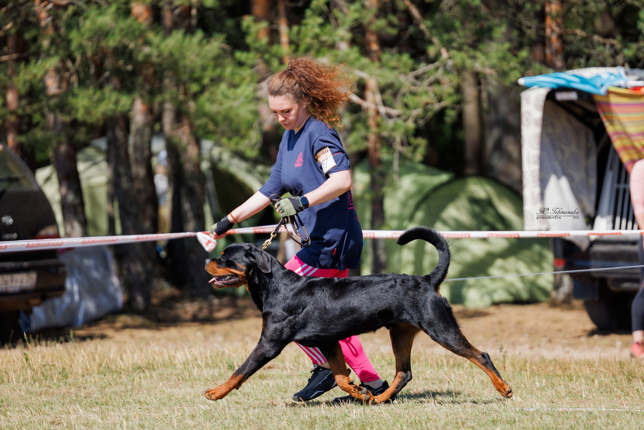 ПК и КЧК ротвейлеры Тверь 6-7.07.2024. Фотограф-анималист Юлия Германика